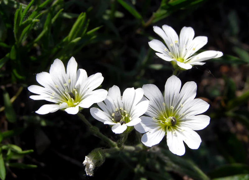 Close up view of several white five-petaled flowers with yellow centers and thin green leaves, set against a dark, out-of-focus background.
