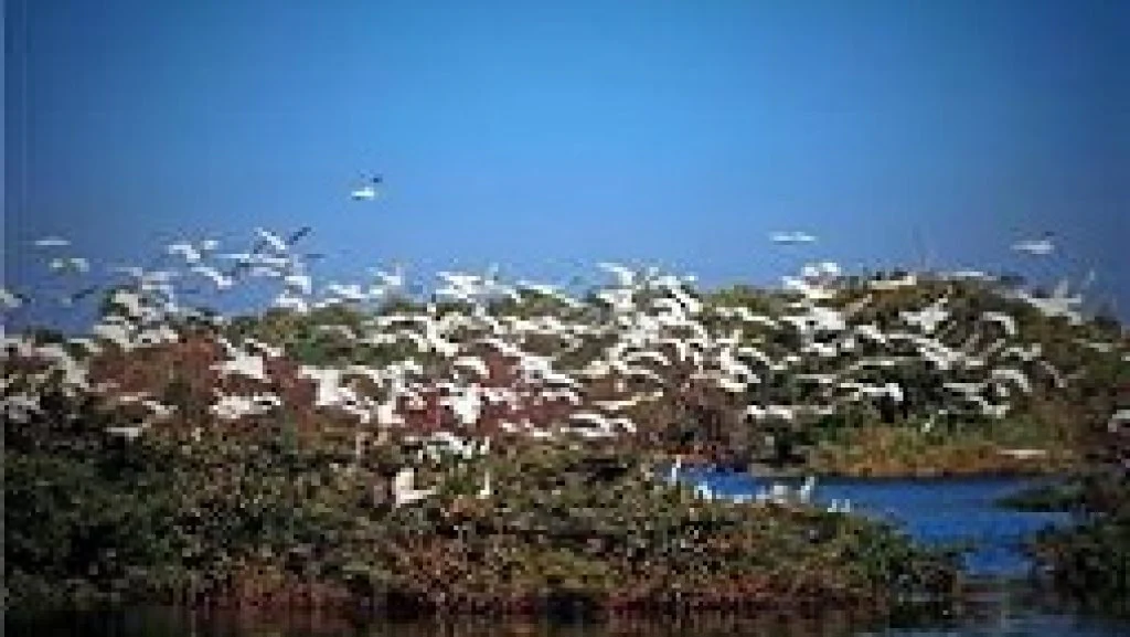 A large, dense flock of white birds in flight above lush green marshy islands and blue water in Samaspur Bird Sanctuary.