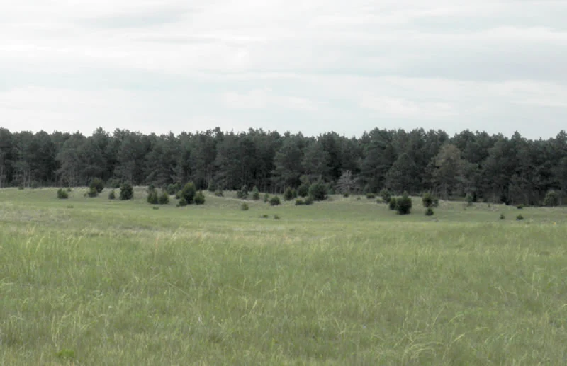 A wide, eye-level view of a rolling grassy prairie with scattered small shrubs and a dense forest line in the background under a pale, overcast sky.