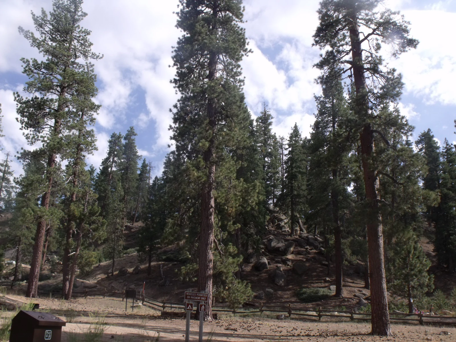 A view looking up at tall, mature pine trees in a coniferous forest area, with a small wooden structure and fence visible in the foreground.