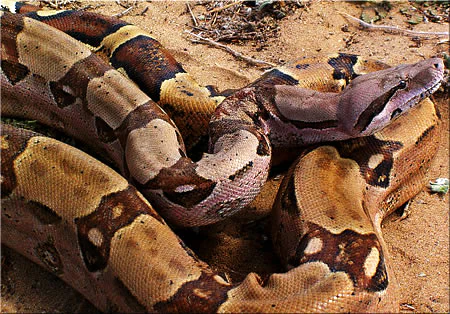 Primer plano de una boa constrictor enrollada en el suelo arenoso, con patrones marrones, tostados y negros