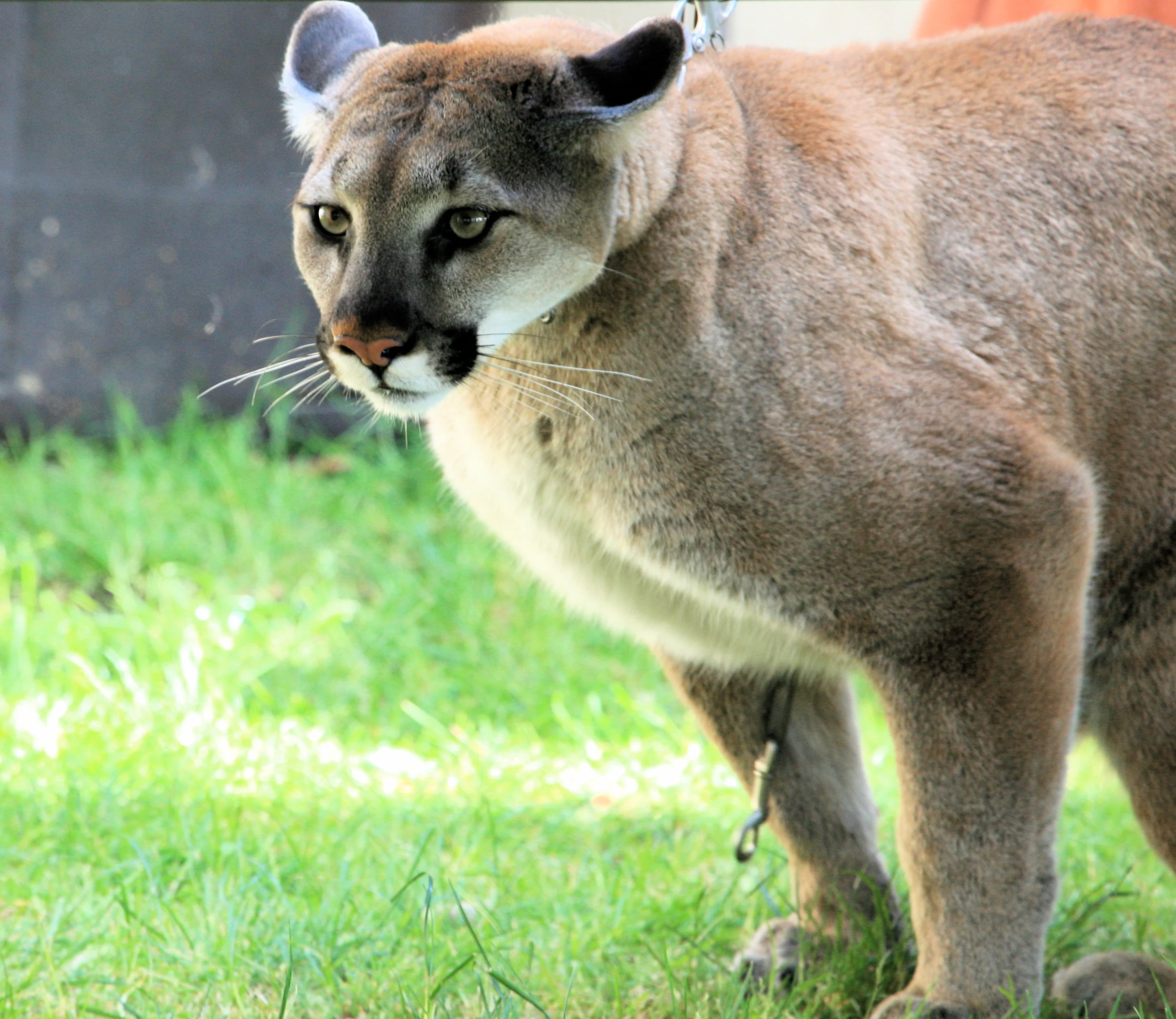 Un puma de pelaje marrón claro de pie sobre hierba verde, con una cadena alrededor del cuello