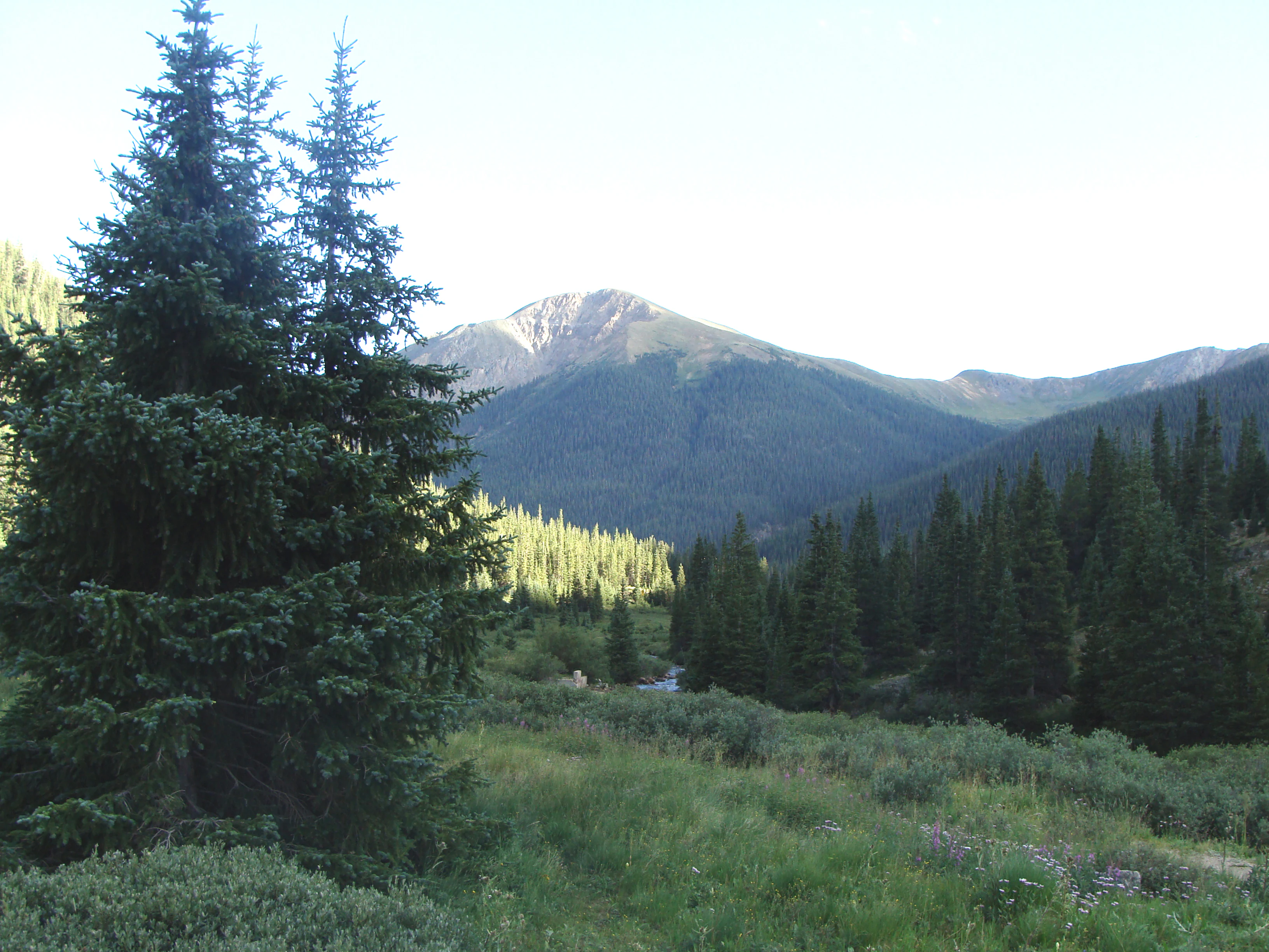 A wide view of a forest valley in the foreground with a tall mountain peak in the distance under a bright sky.