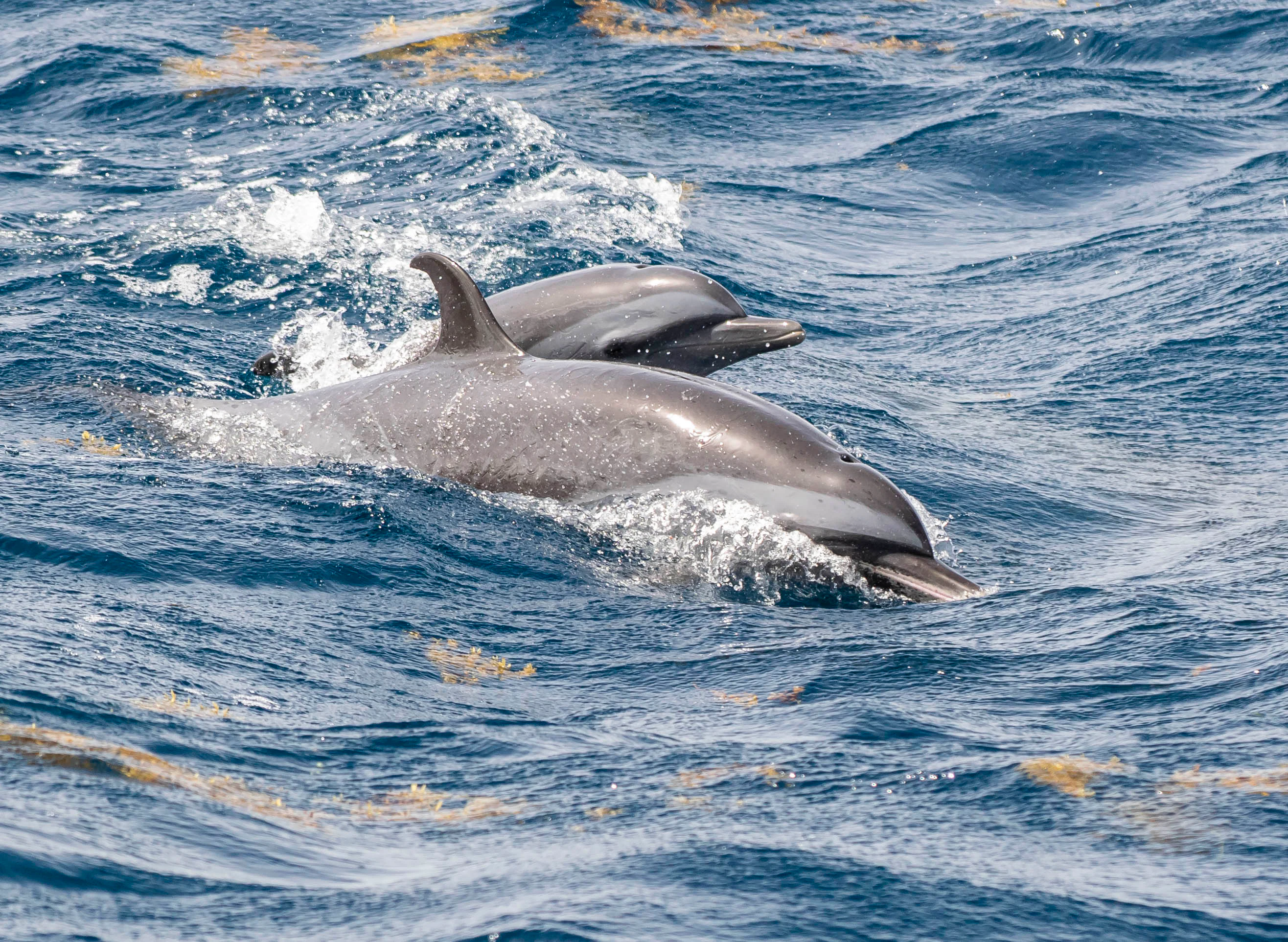 Two dolphins swimming near the surface of choppy blue ocean water.