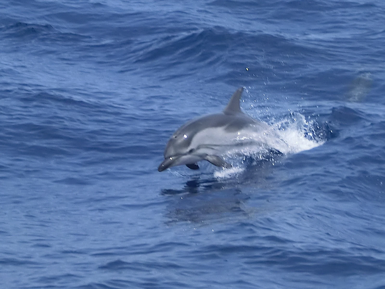 A grey and white striped dolphin partially breaching the surface of blue, rippling sea water.