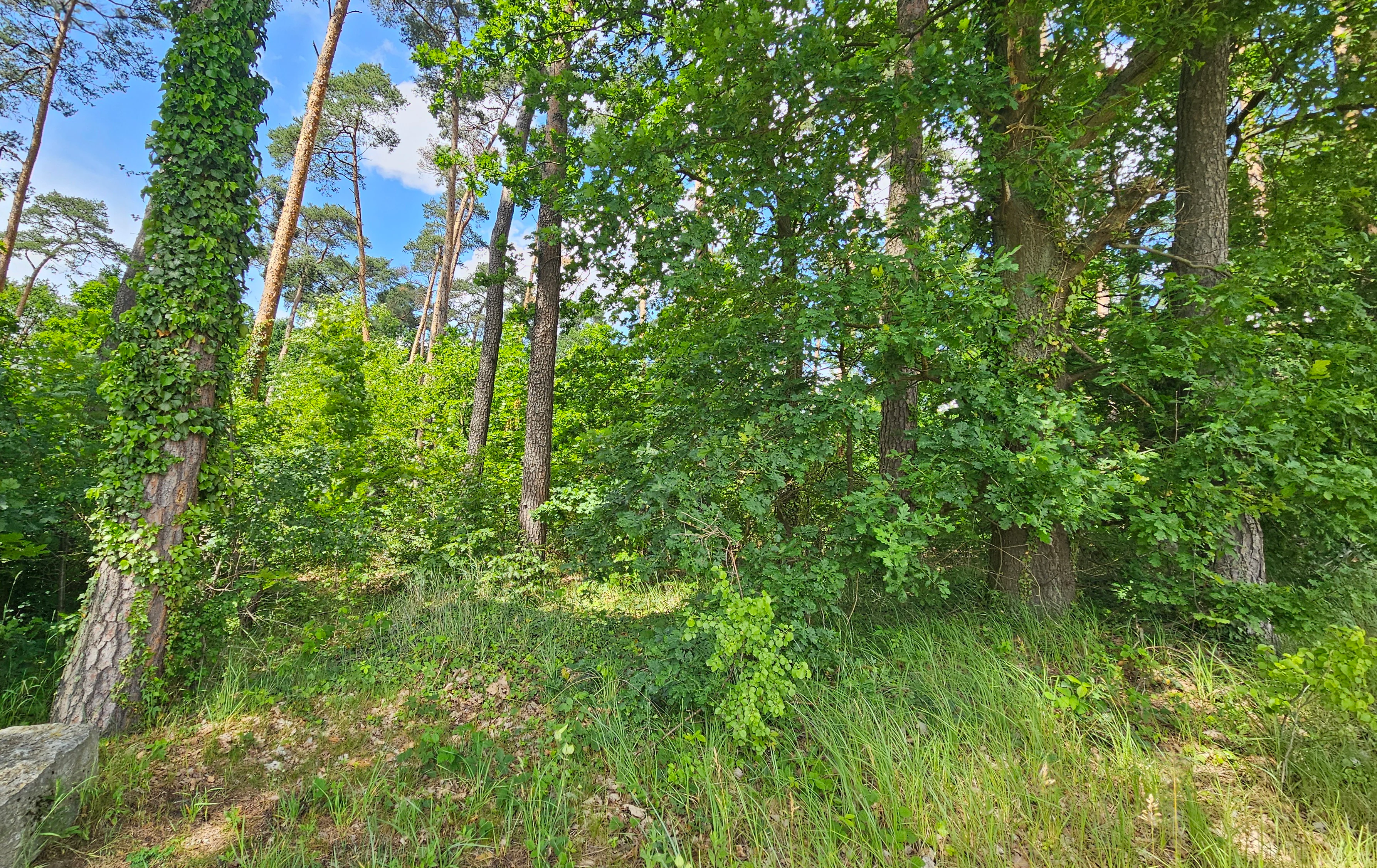 A dense patch of forest with tall green trees, undergrowth, and ivy-covered tree trunks under a partially cloudy blue sky.
