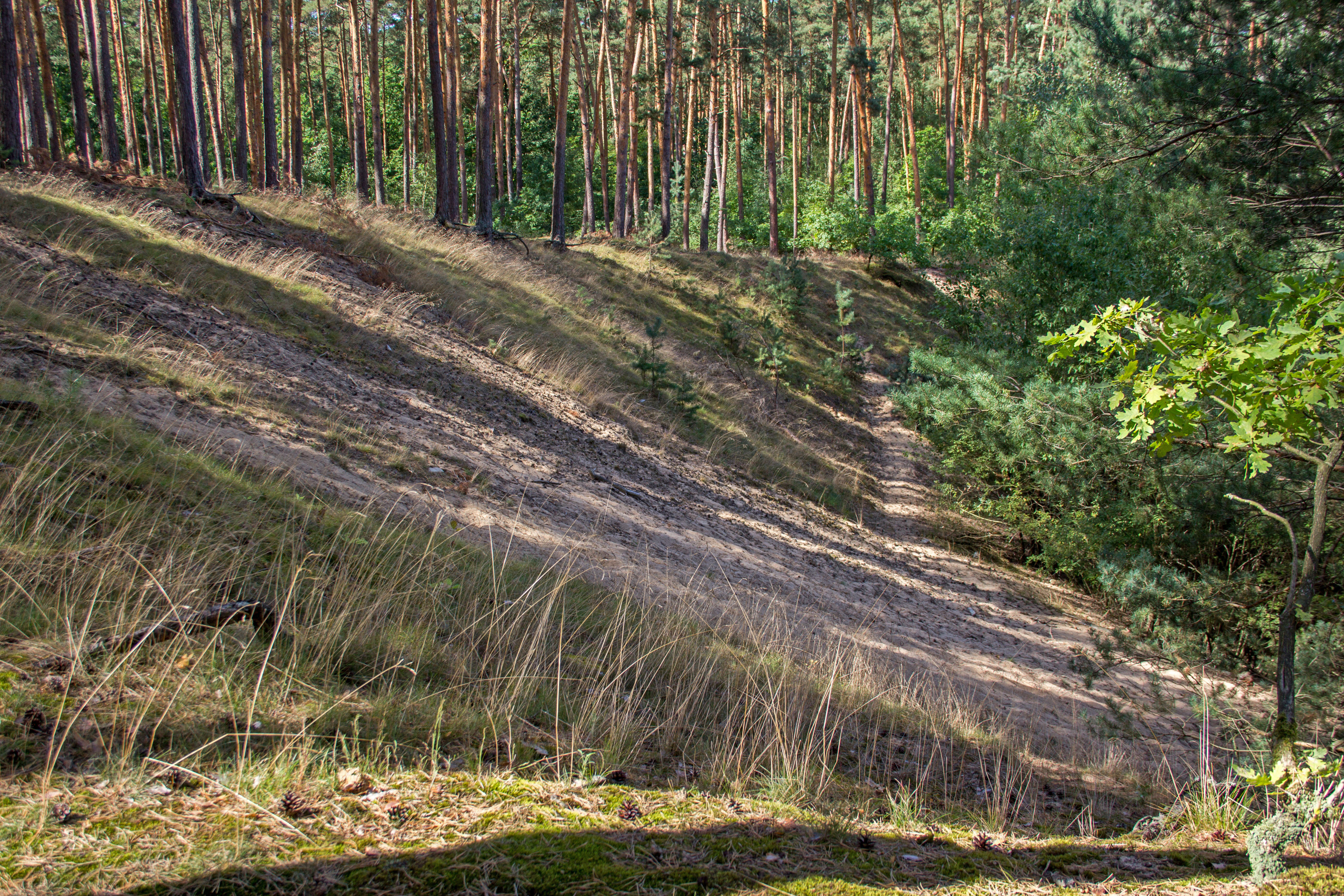 A sloped, sandy dune area partially covered in sparse grass, with a pine forest visible along the ridge at the top.