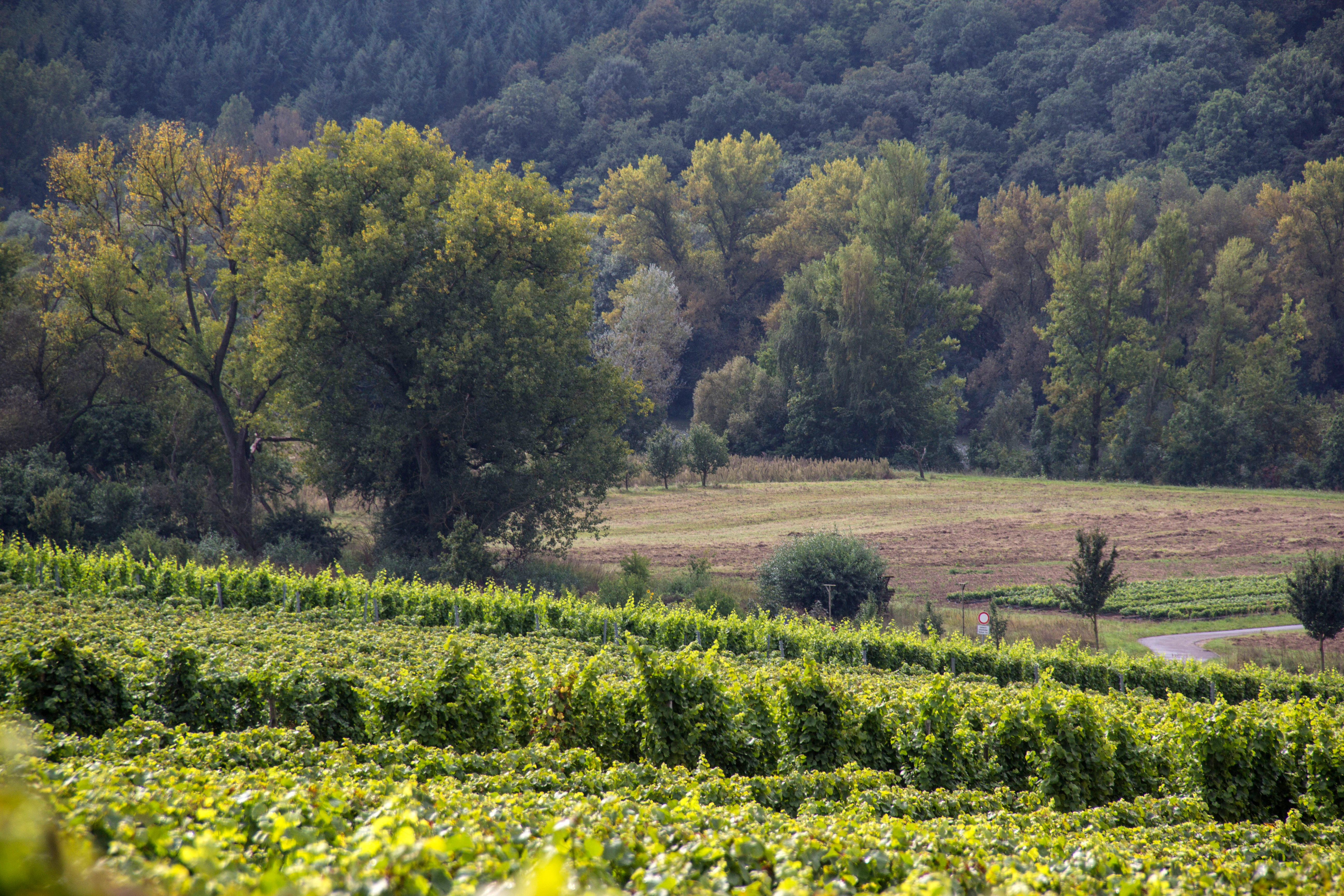 A view looking across rows of grapevines in the foreground towards a green valley with meadows and a dense forest in the background.