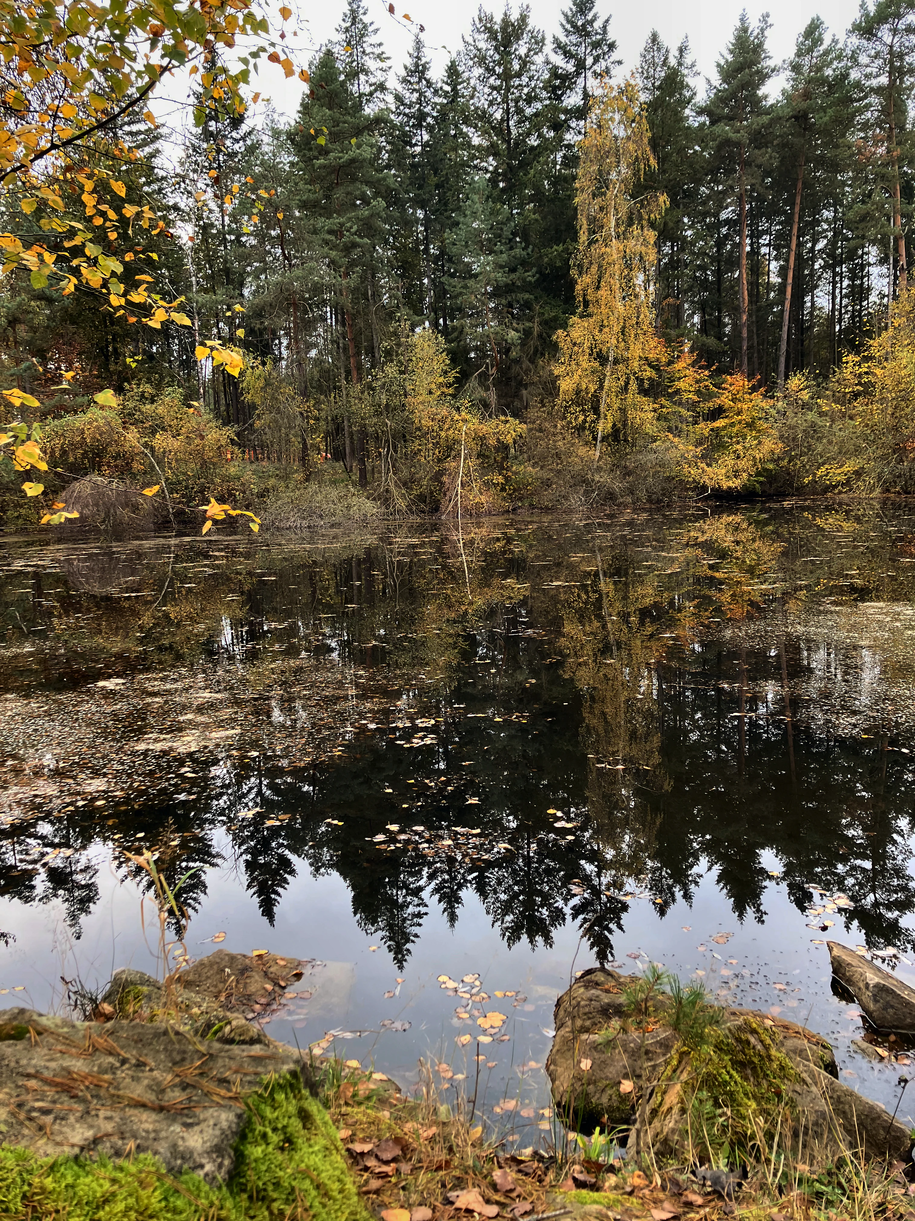 Un estanque tranquilo con agua oscura que refleja un denso bosque de árboles perennes y caducifolios en colores otoñales, con rocas cubiertas de musgo en primer plano inmediato.