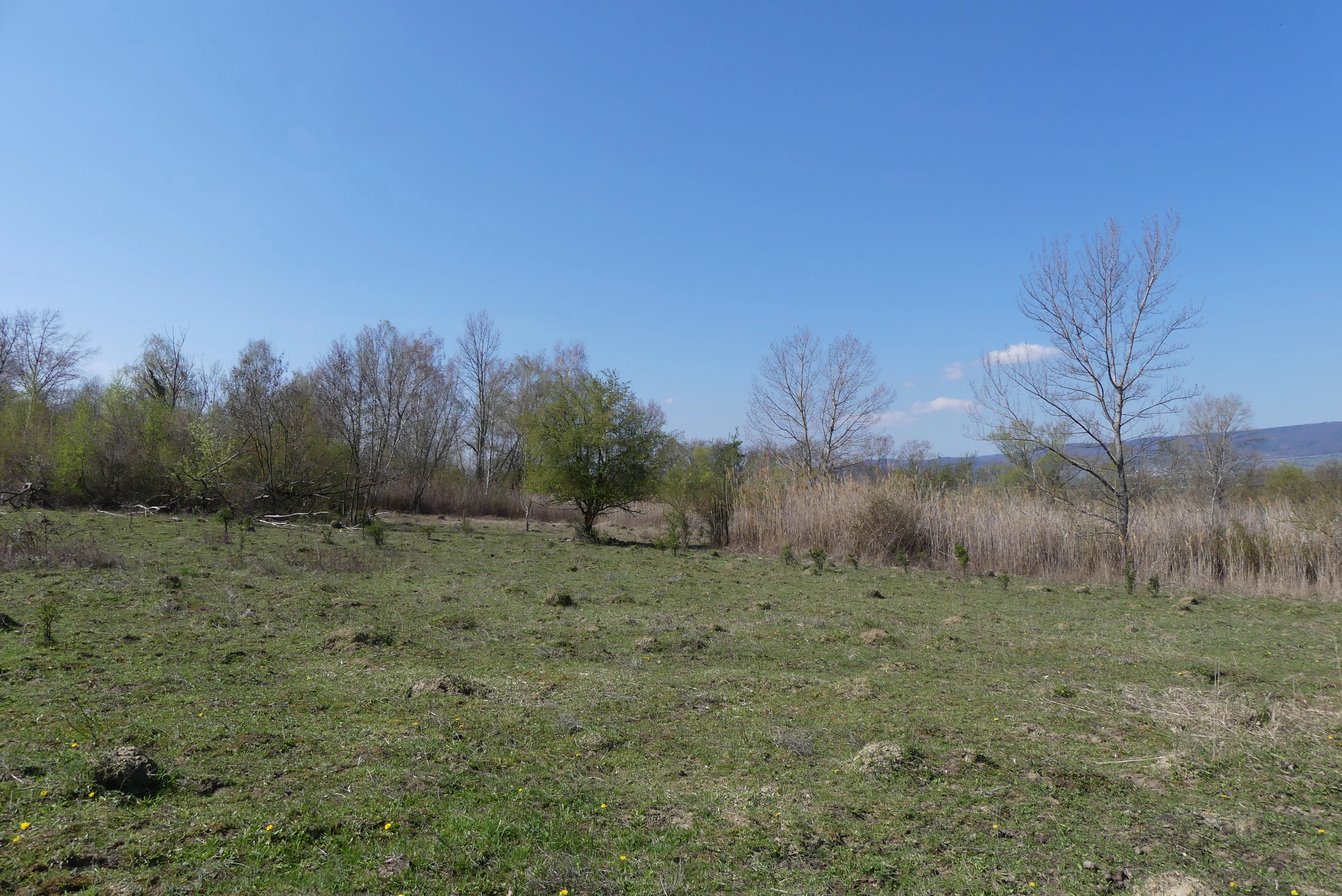A wide view of a natural landscape with green fields in the foreground, clumps of reeds and sparse trees in the midground, and a clear blue sky above.