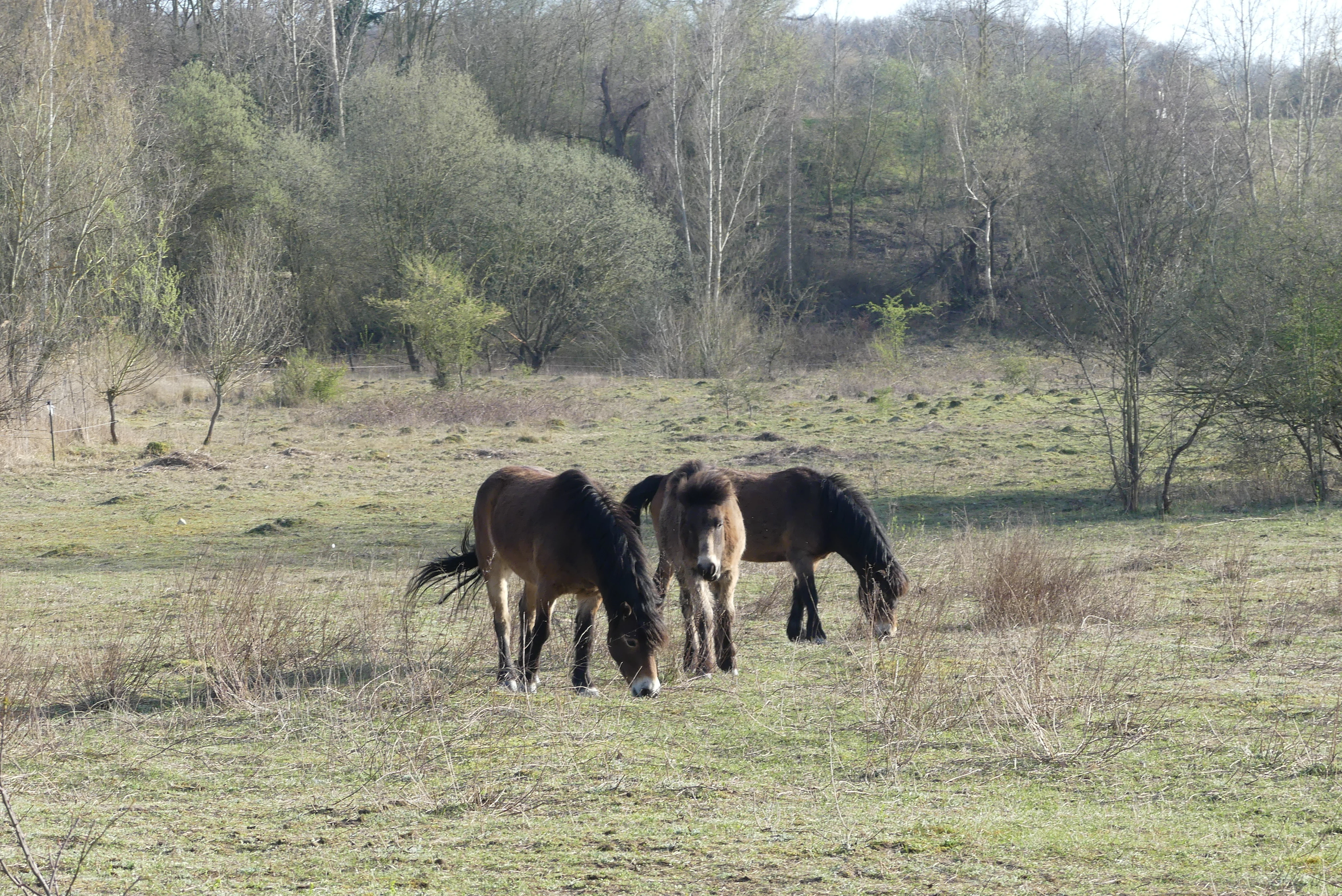Three small dark-colored horses, likely Exmoor ponies, graze in an open, grassy field with sparse bushes and trees in the background.