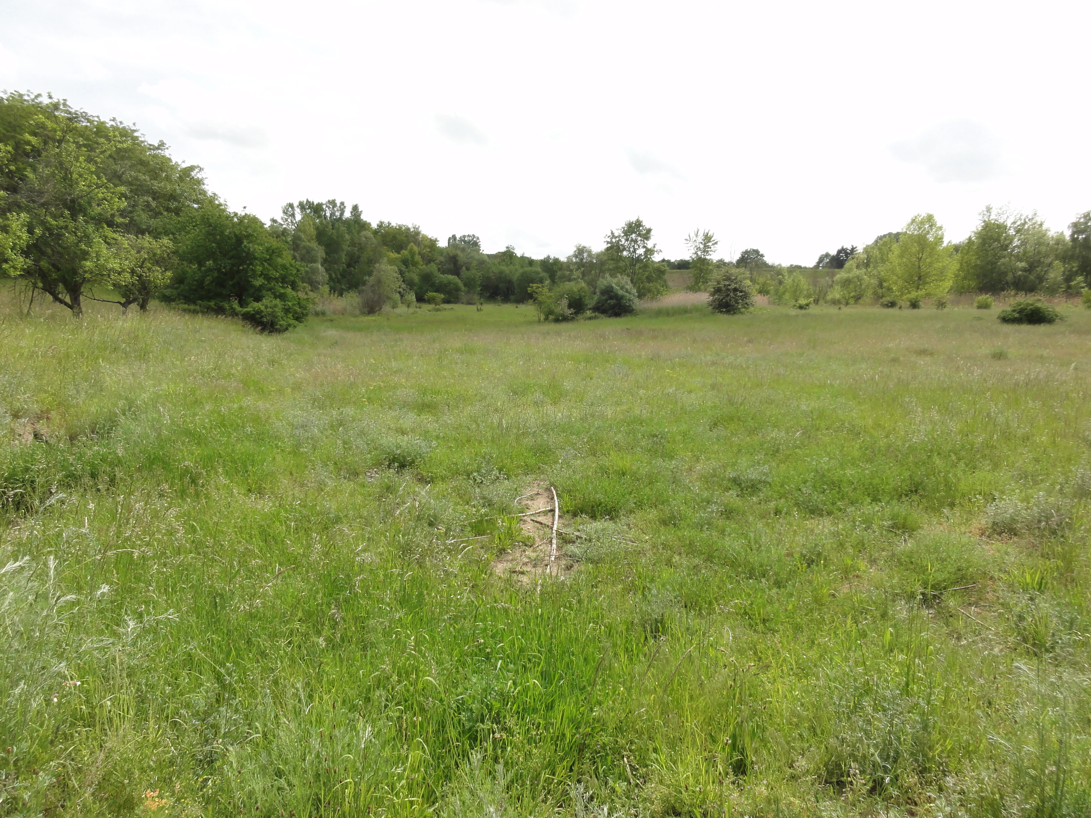 A wide, open green field with tall grass and shrubs, bordered by trees in the background under an overcast sky.