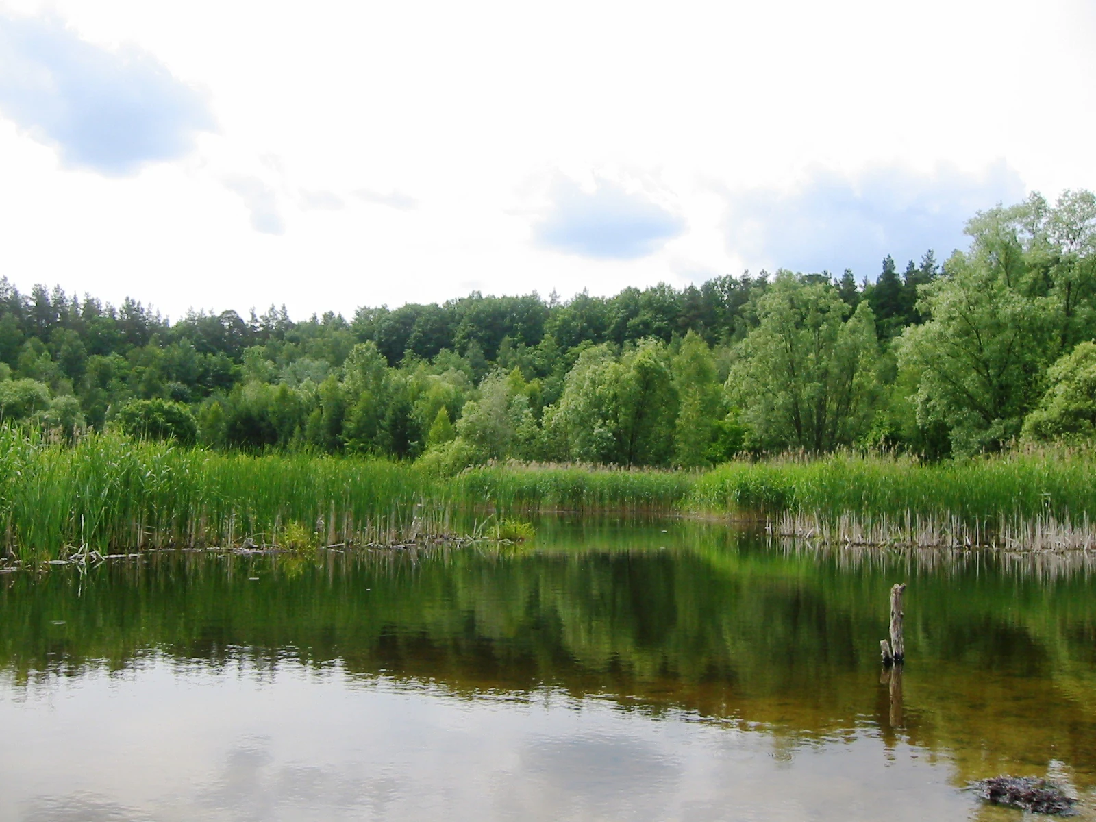 A calm, still pond surrounded by dense green reeds and a lush deciduous forest in the background under a cloudy sky.