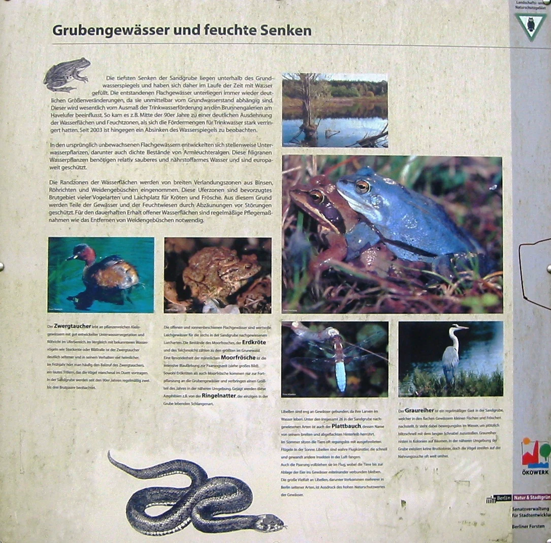 An outdoor educational information sign in German with the title Grubengewässer und feuchte Senken, featuring photographs of a blue frog, a bird, a dragonfly, and a drawing of a snake.
