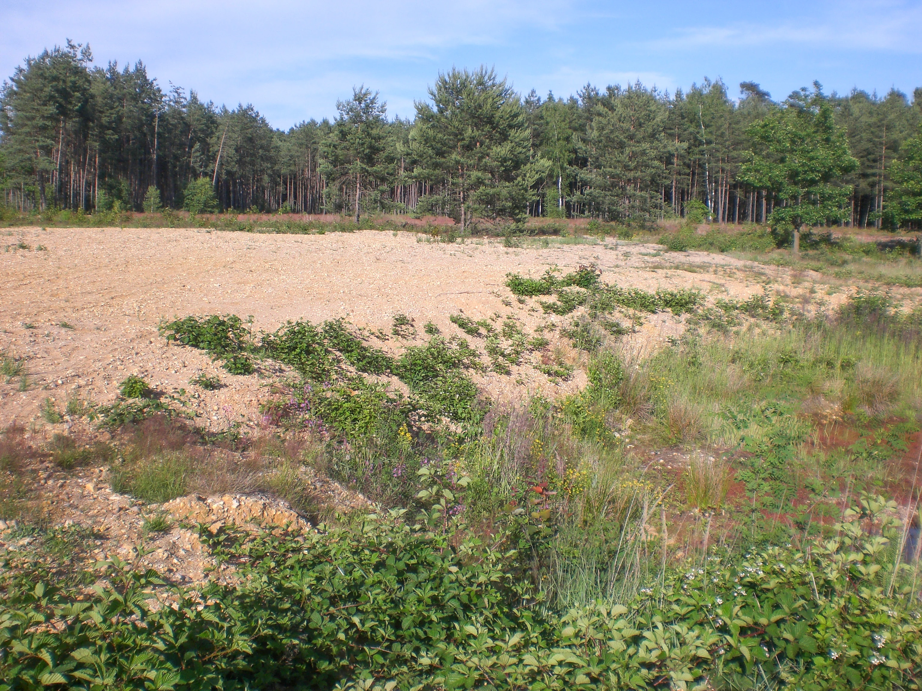 A sunny, open sandy area with low green vegetation in the foreground, bordering a dense pine forest in the background.