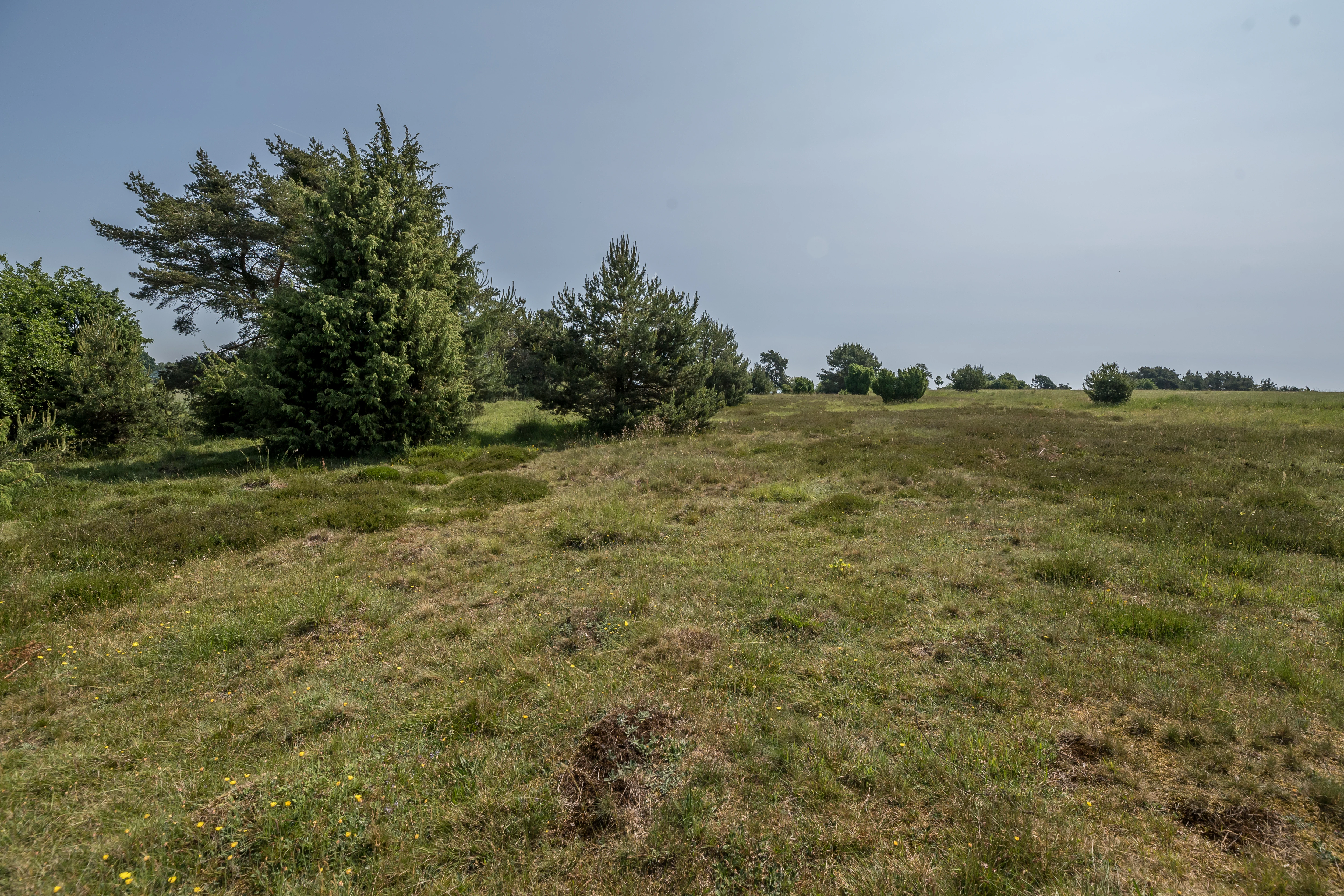A wide view of the Sandharlander Heide nature reserve showing a grassy, open heathland with scattered small evergreen trees under a hazy sky.