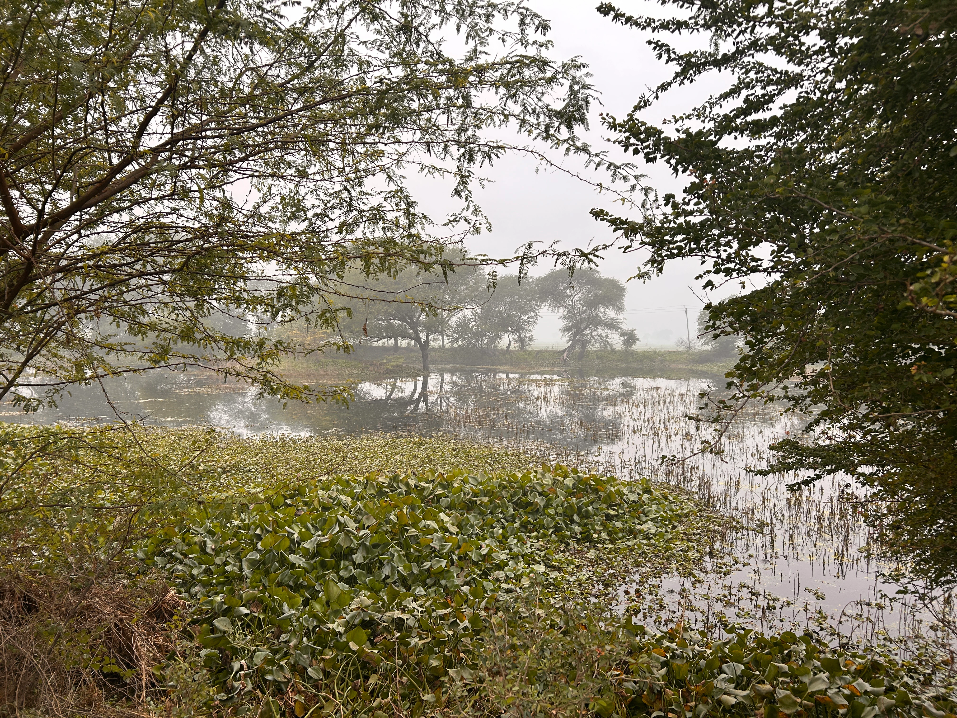 A tranquil wetland area framed by trees on both sides, with dense aquatic plants covering the water surface under a heavy, overcast, and foggy sky.