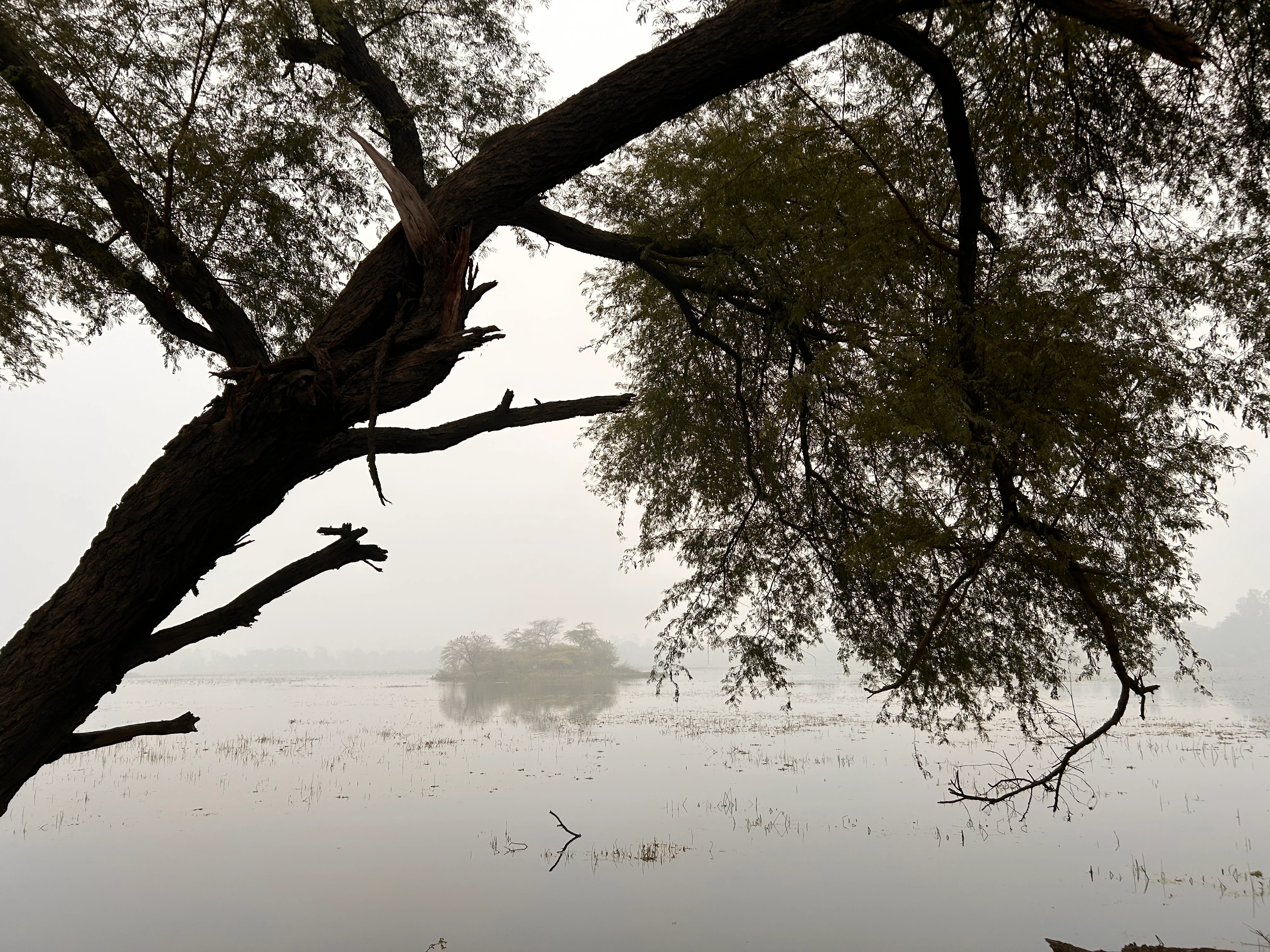 A large, dark tree with sprawling branches frames the view of a calm, misty lake with a small, distant island during a foggy morning.