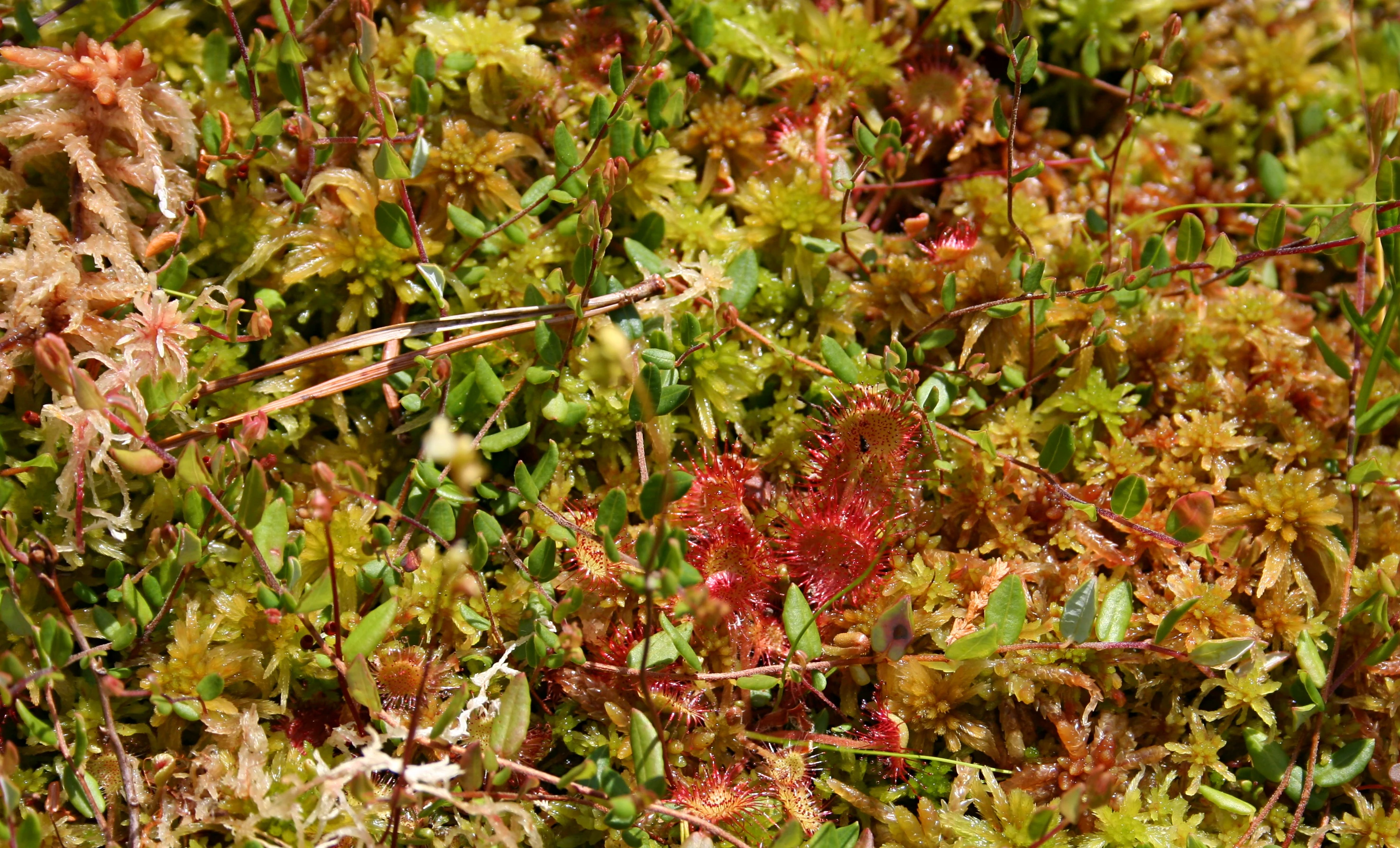 Vista en picado y de cerca de la superficie de una turbera que muestra musgo Sphagnum denso, verde y marrón, con plantas dispersas de rocío de sol de hoja redonda, de color rojo.