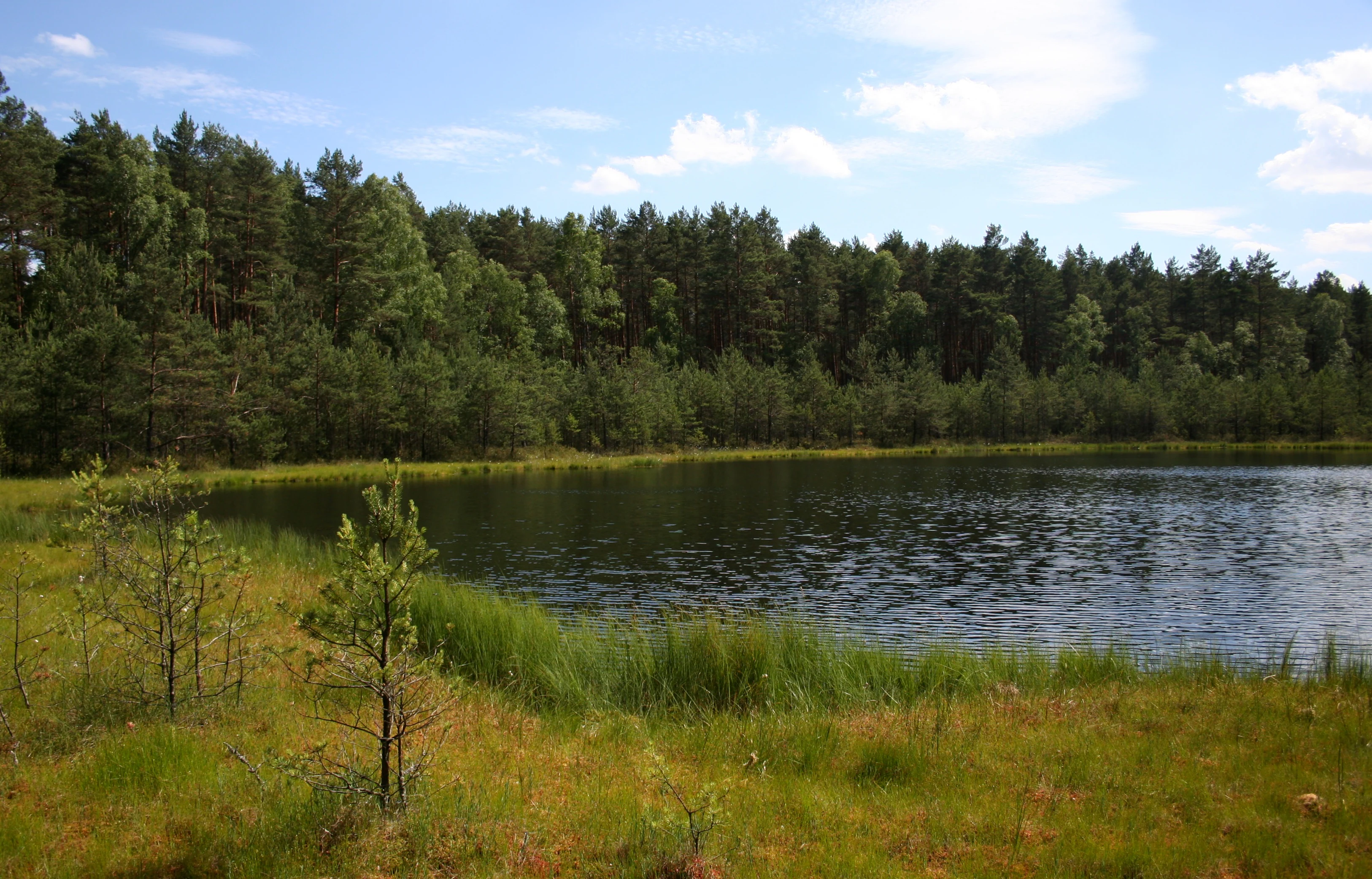 Un lago tranquilo y de aguas oscuras bordeado por hierbas verdes y vibrantes en primer plano y una densa hilera de pinos al fondo bajo un cielo azul con nubes dispersas.