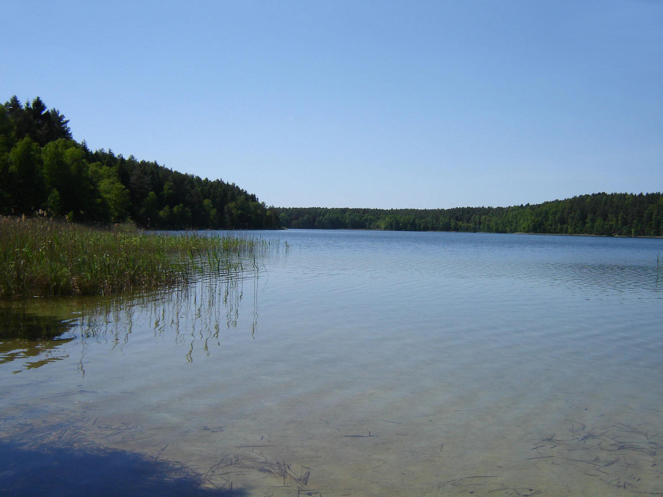 Un lago tranquilo y cristalino rodeado de un denso bosque verde bajo un cielo azul brillante, con juncos a lo largo de la orilla.