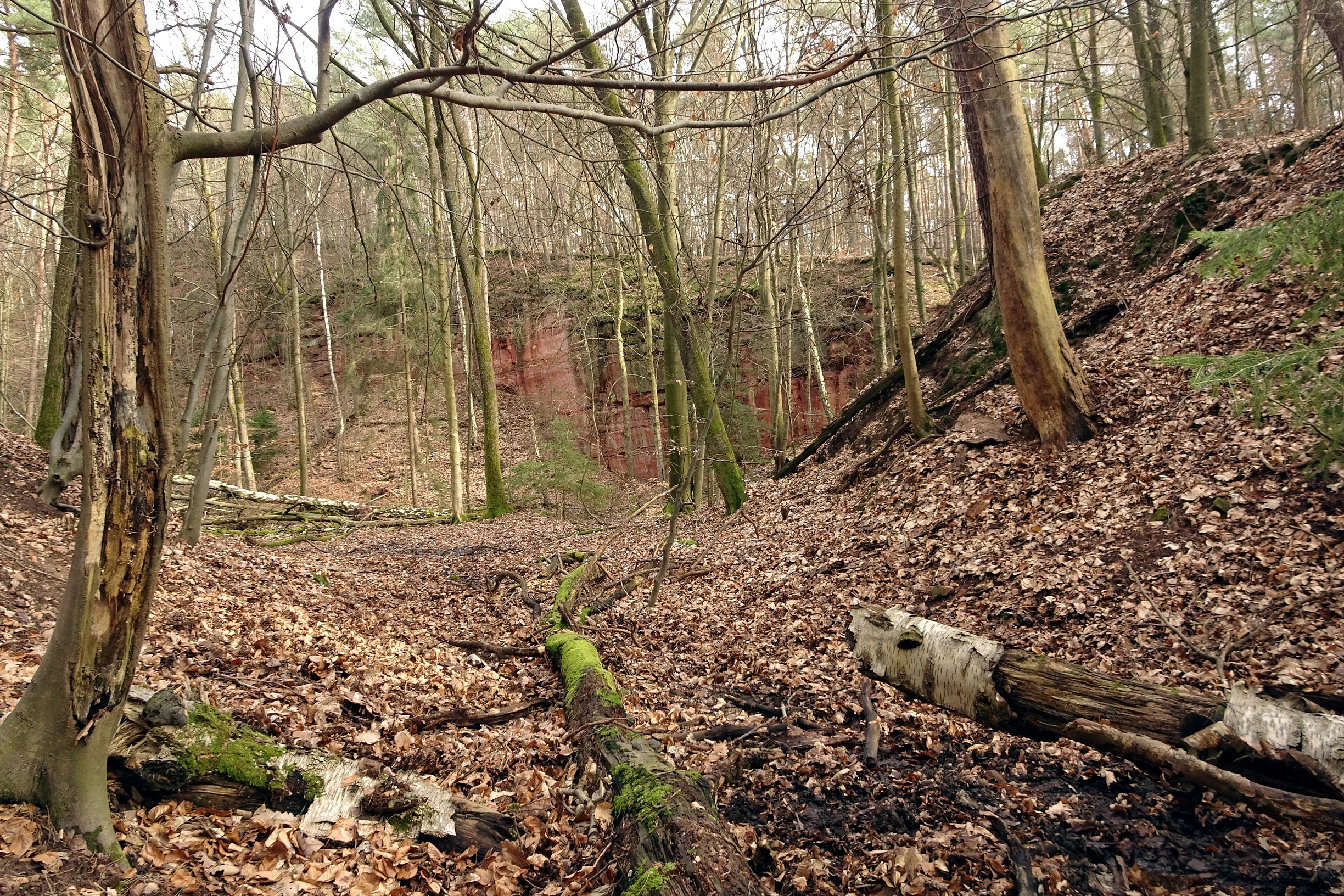 An eye-level outdoor shot showing a forest clearing with scattered fallen logs on a bed of dry leaves, leading towards a reddish exposed sandstone cliff face in the background.