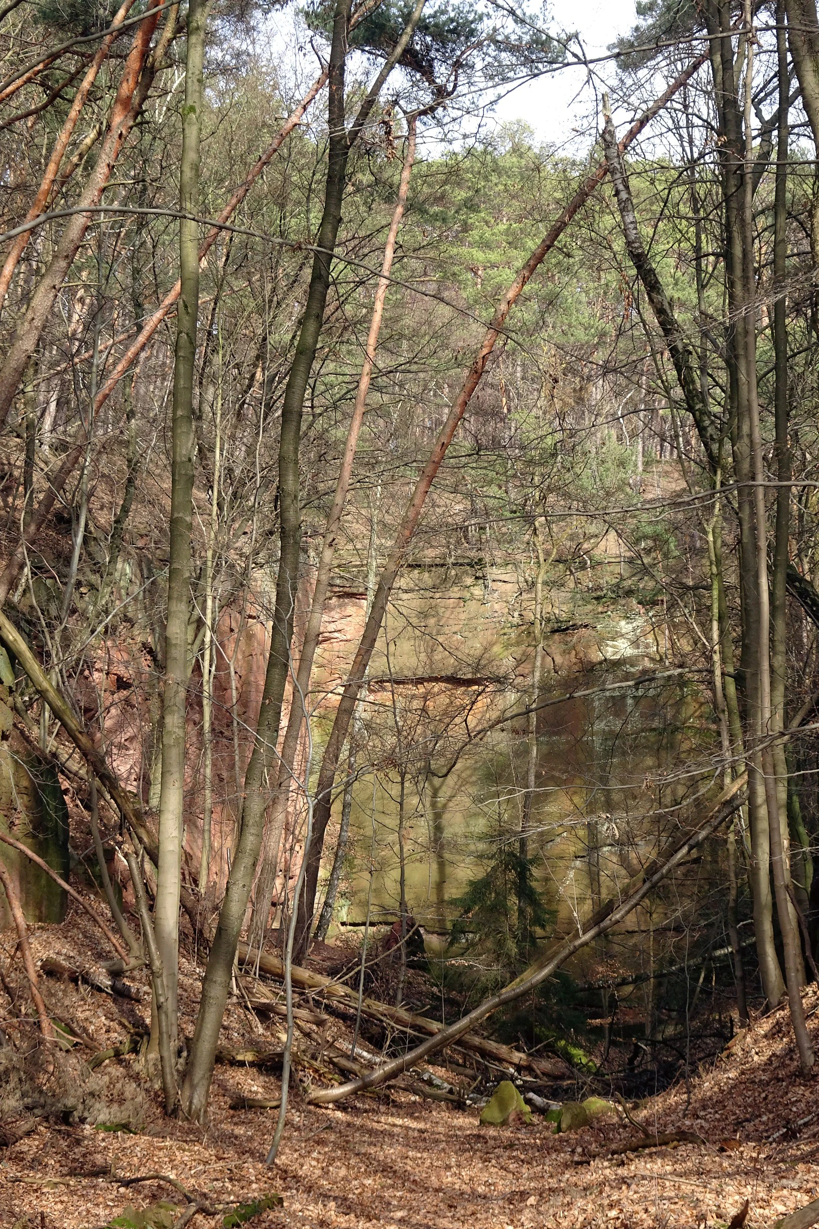 A vertical view of a sandstone rock quarry face surrounded by a deciduous forest in spring, with leaf litter on the ground.