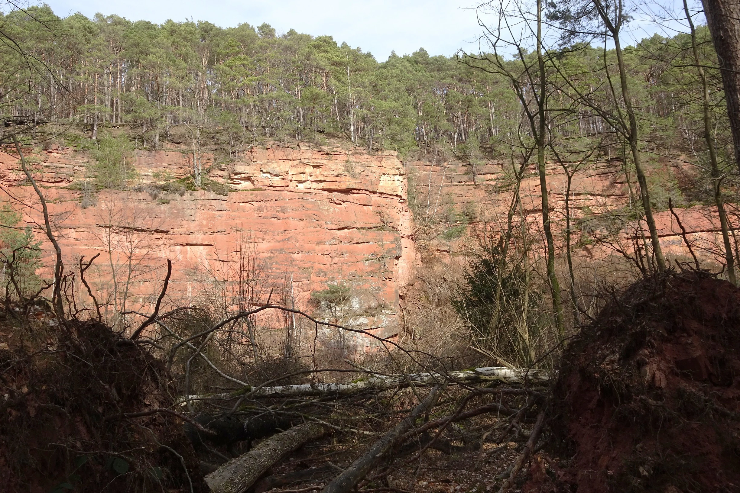 A wide shot of a reddish sandstone cliff face in a quarry, topped with a dense forest of evergreen trees, viewed through bare tree branches in the foreground.