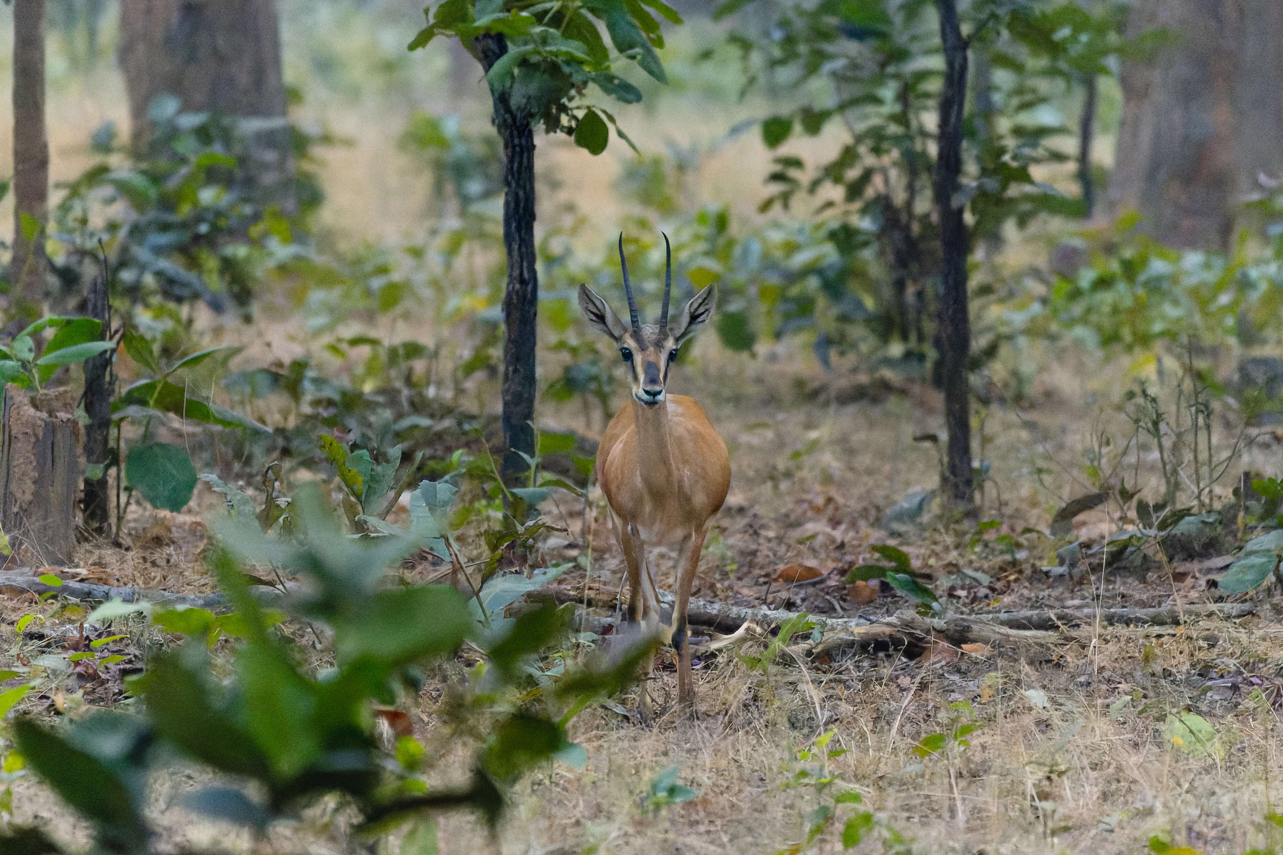 Chinkara antelope standing in forest with trees and vegetation in background
