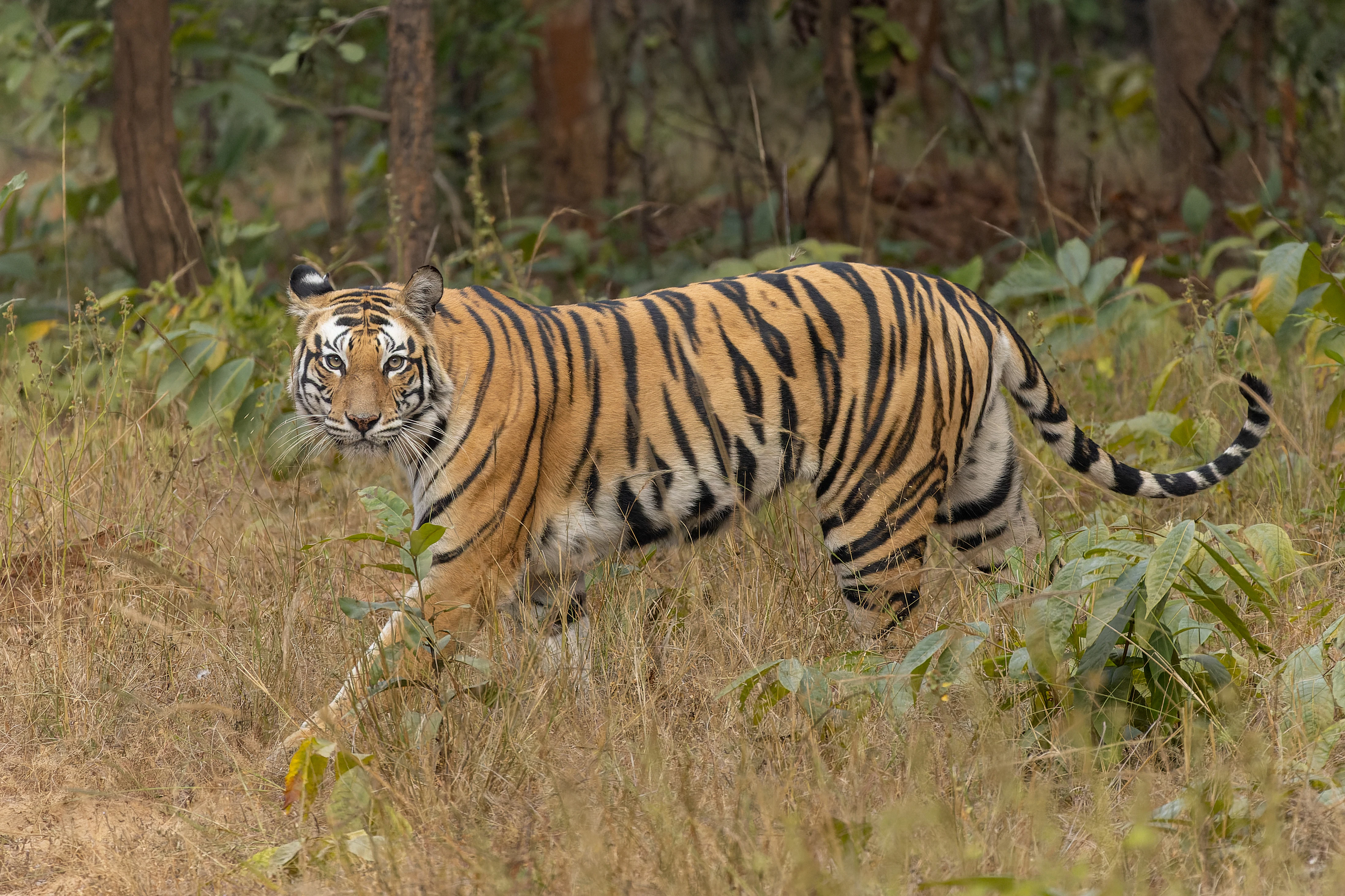 Bengal tiger walking through tall grass and foliage in a forested environment