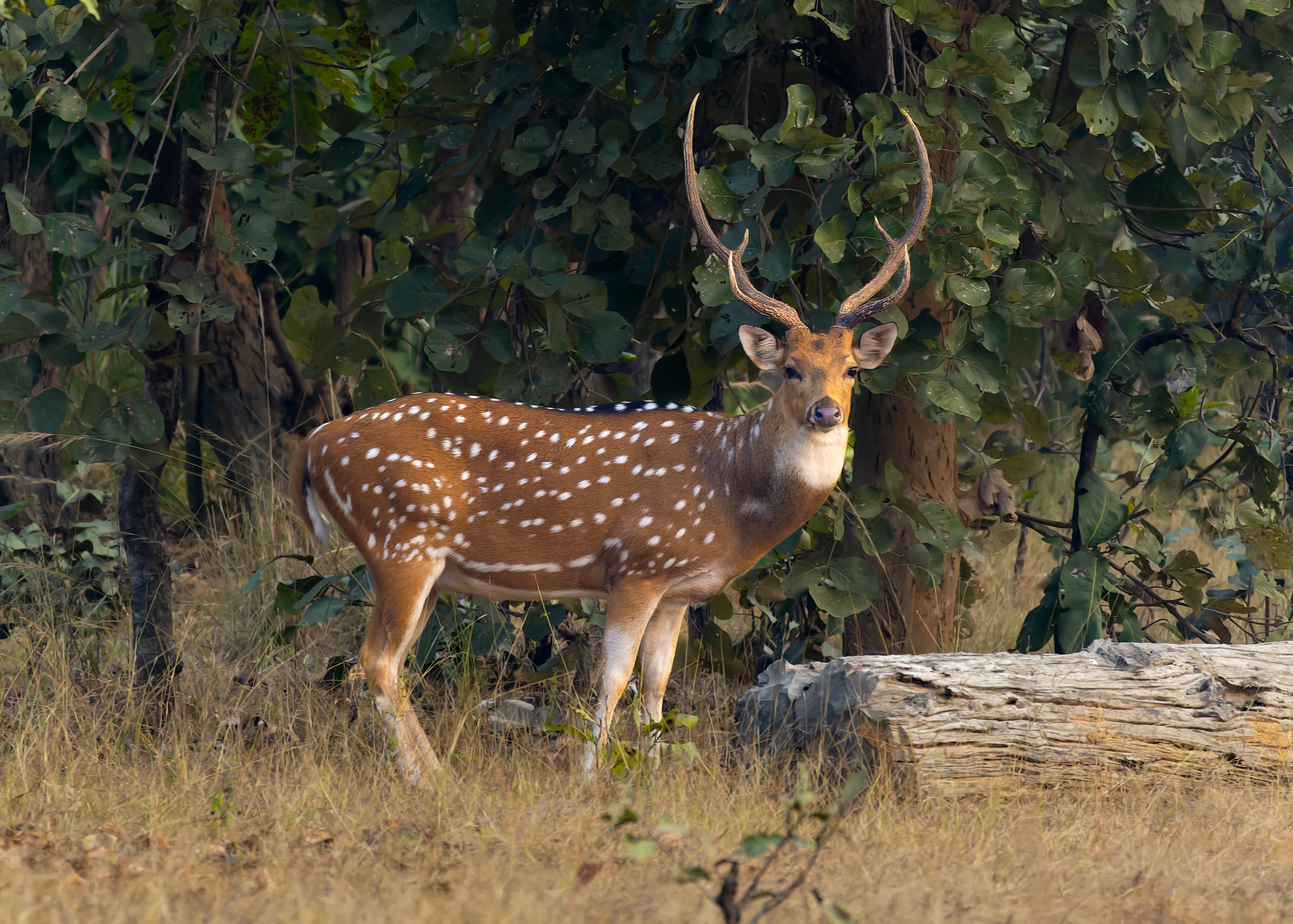 A chital deer with white spots standing in a grassy area surrounded by trees