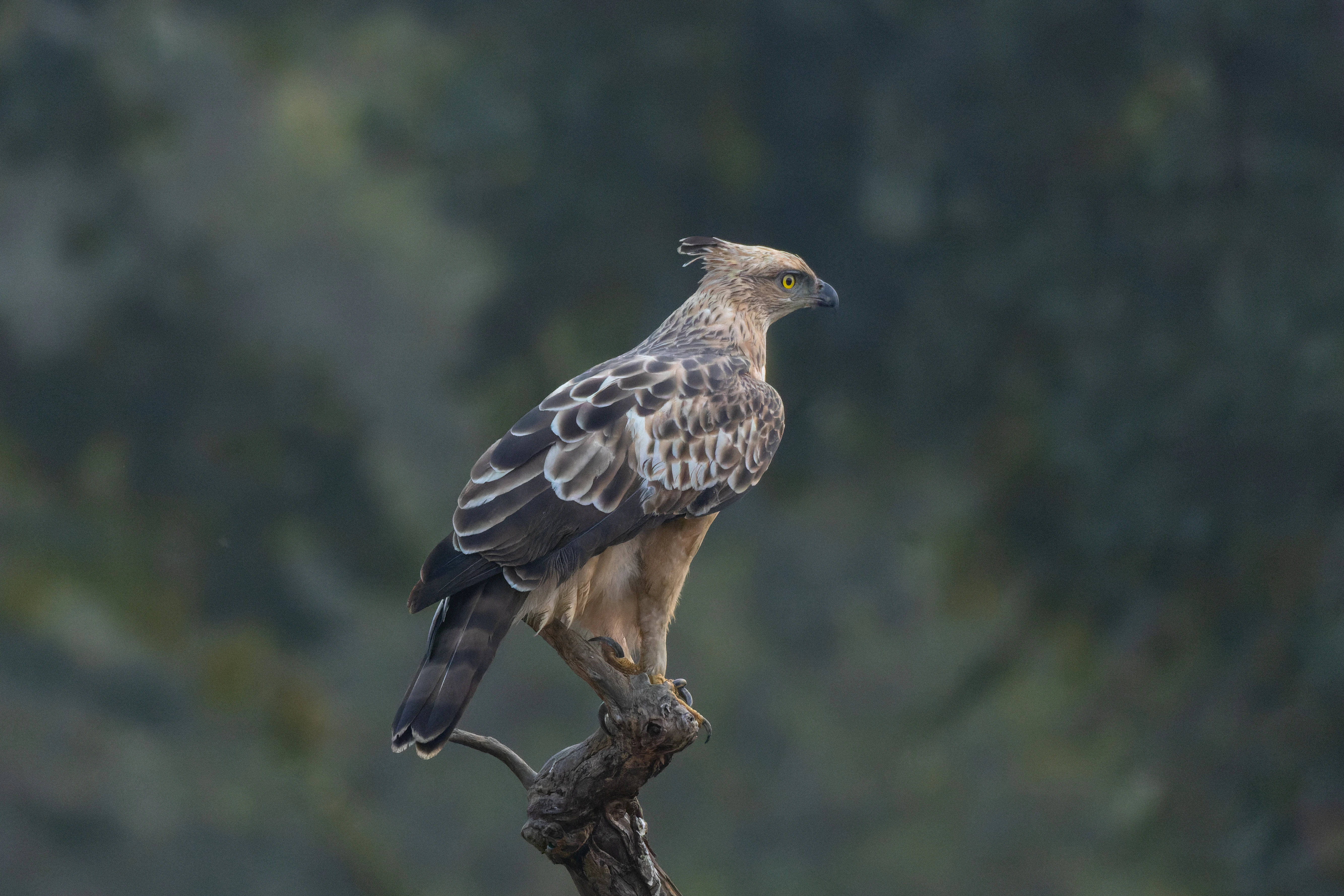 A Changeable Hawk-Eagle bird perched on a broken tree branch against a blurred forest background