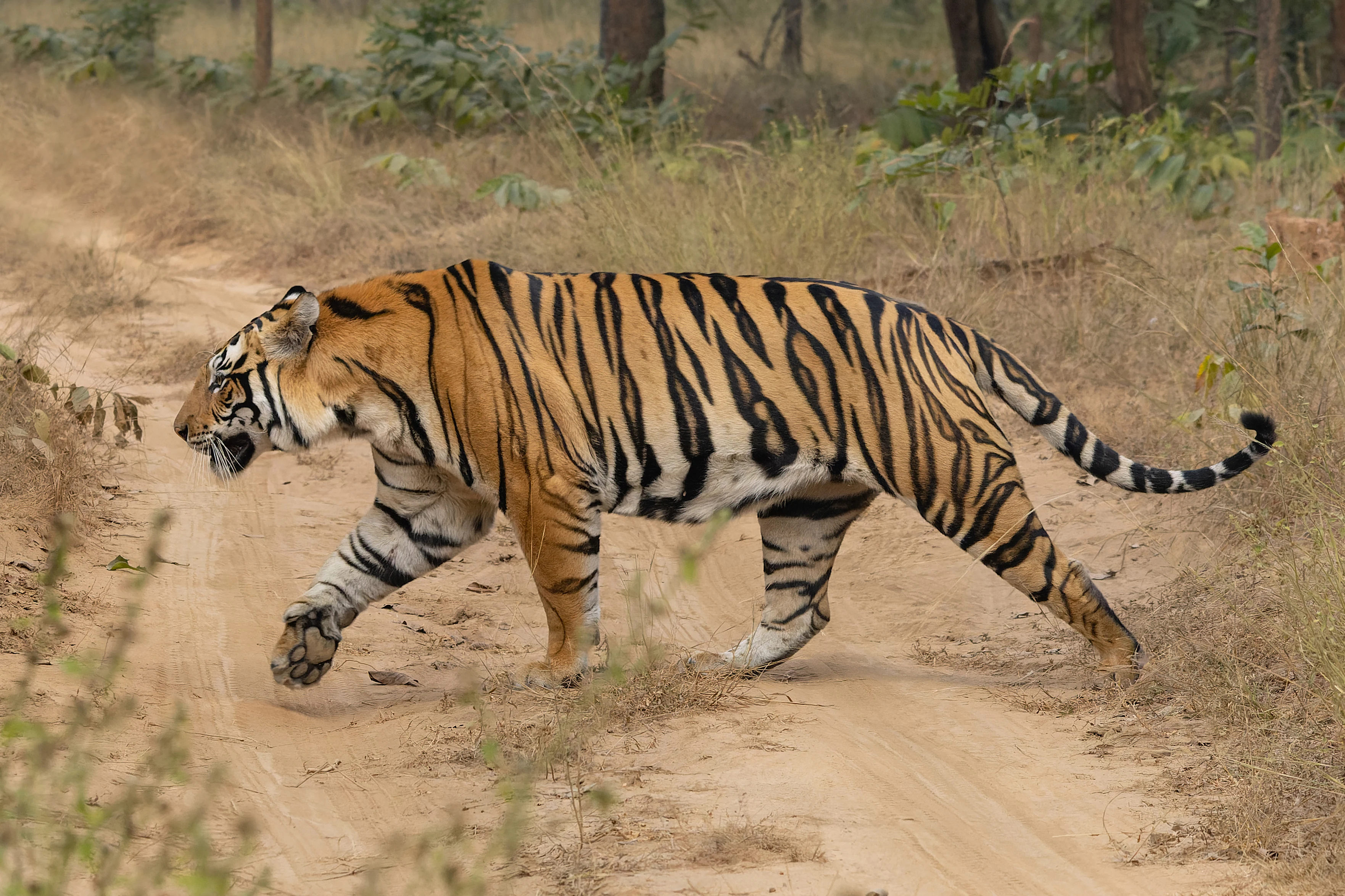 A Bengal tiger with black stripes walking on a dirt path surrounded by dry grass and trees.
