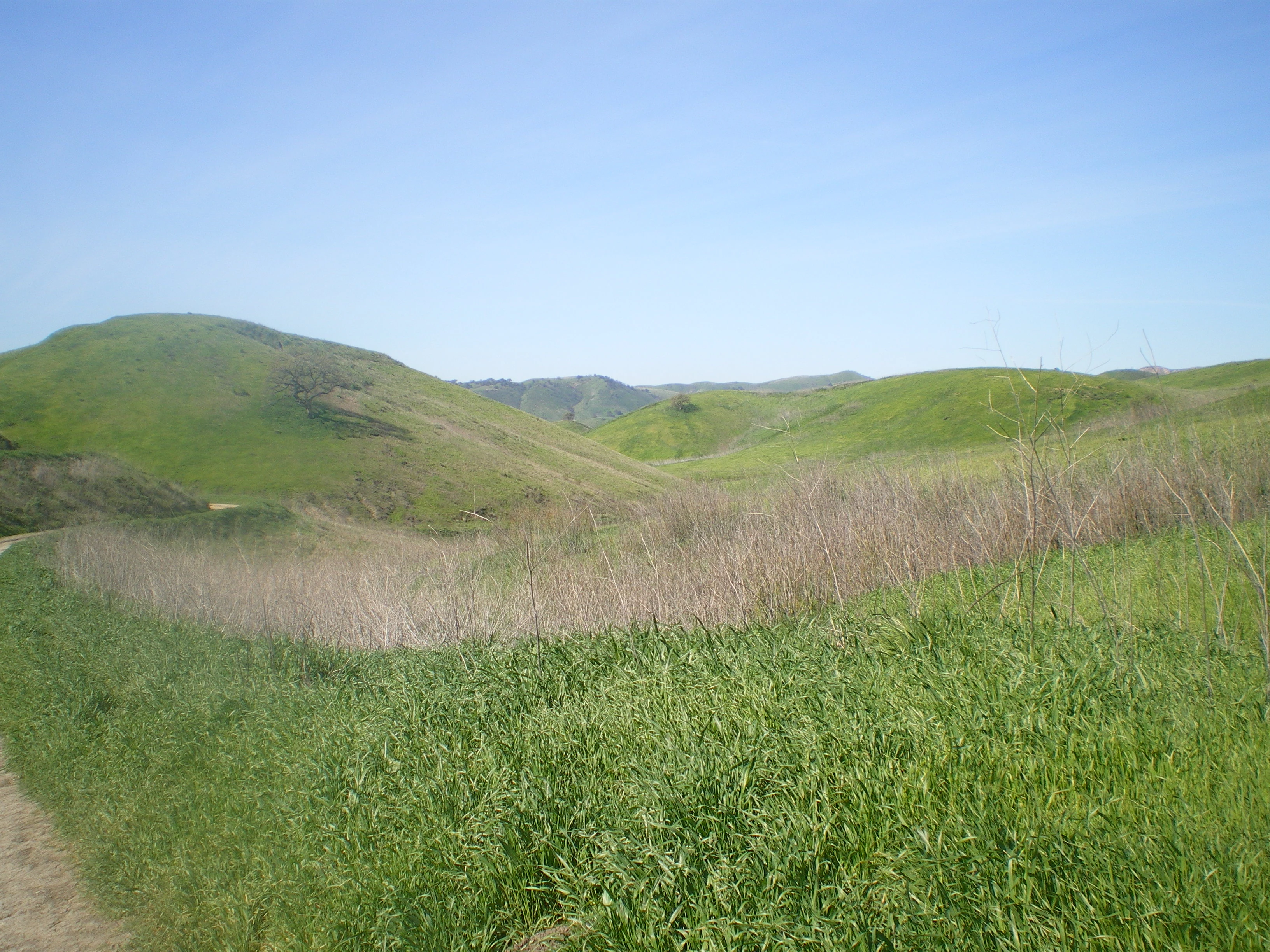 A wide landscape view of rolling green hills under a clear blue sky, with a dirt trail visible in the bottom left corner and dry brush in the midground.