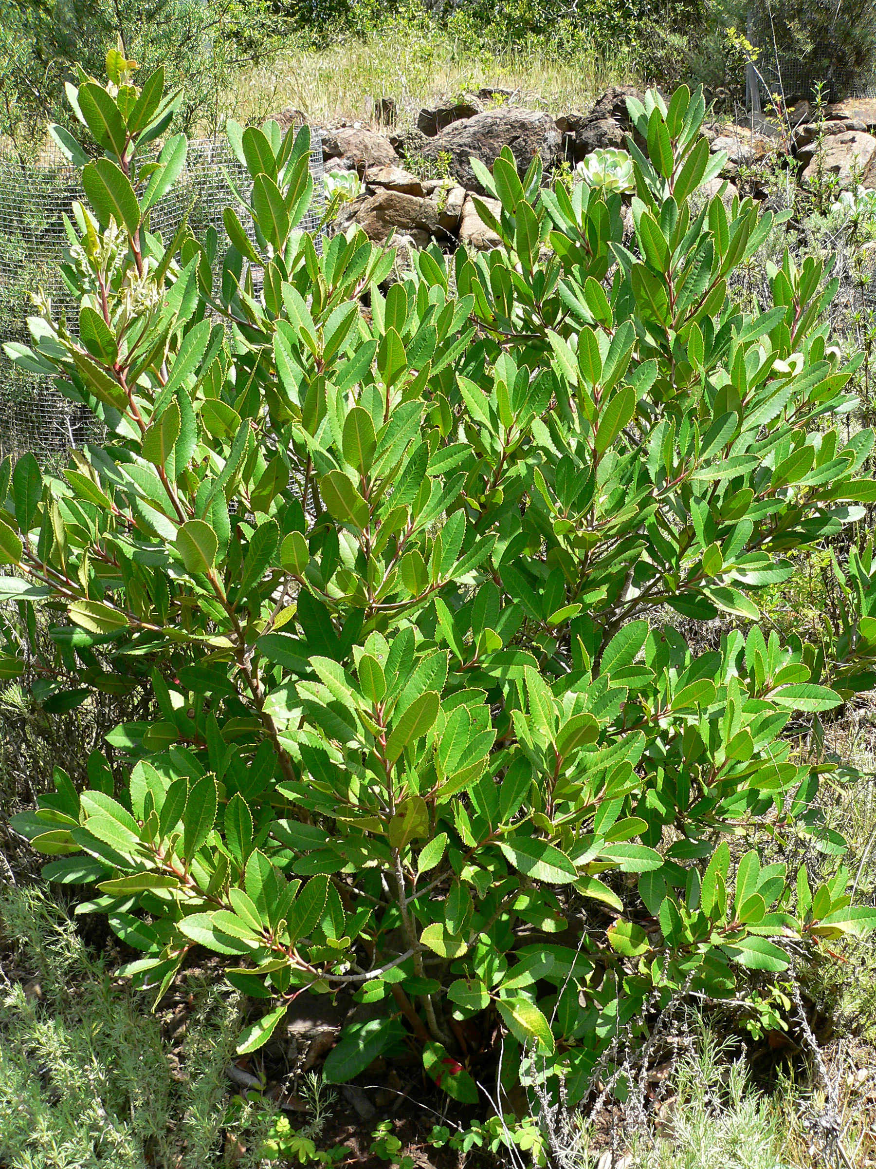 A medium-sized green shrub with dense oval-shaped leaves and reddish stems, growing outdoors among rocks and dry grass with a wire mesh fence visible in the background.