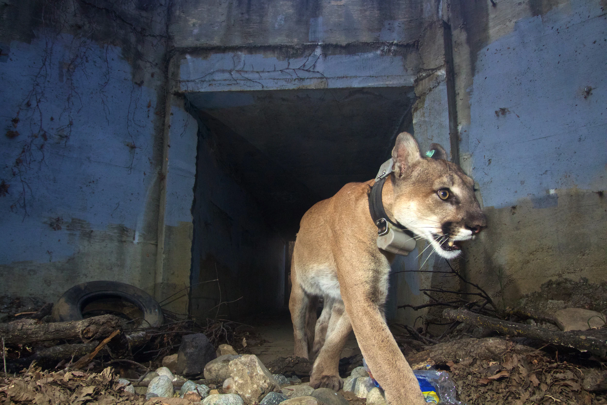 A mountain lion with a tracking collar stands on rocky ground in front of a dark concrete tunnel entrance, with a discarded tire visible to the left.