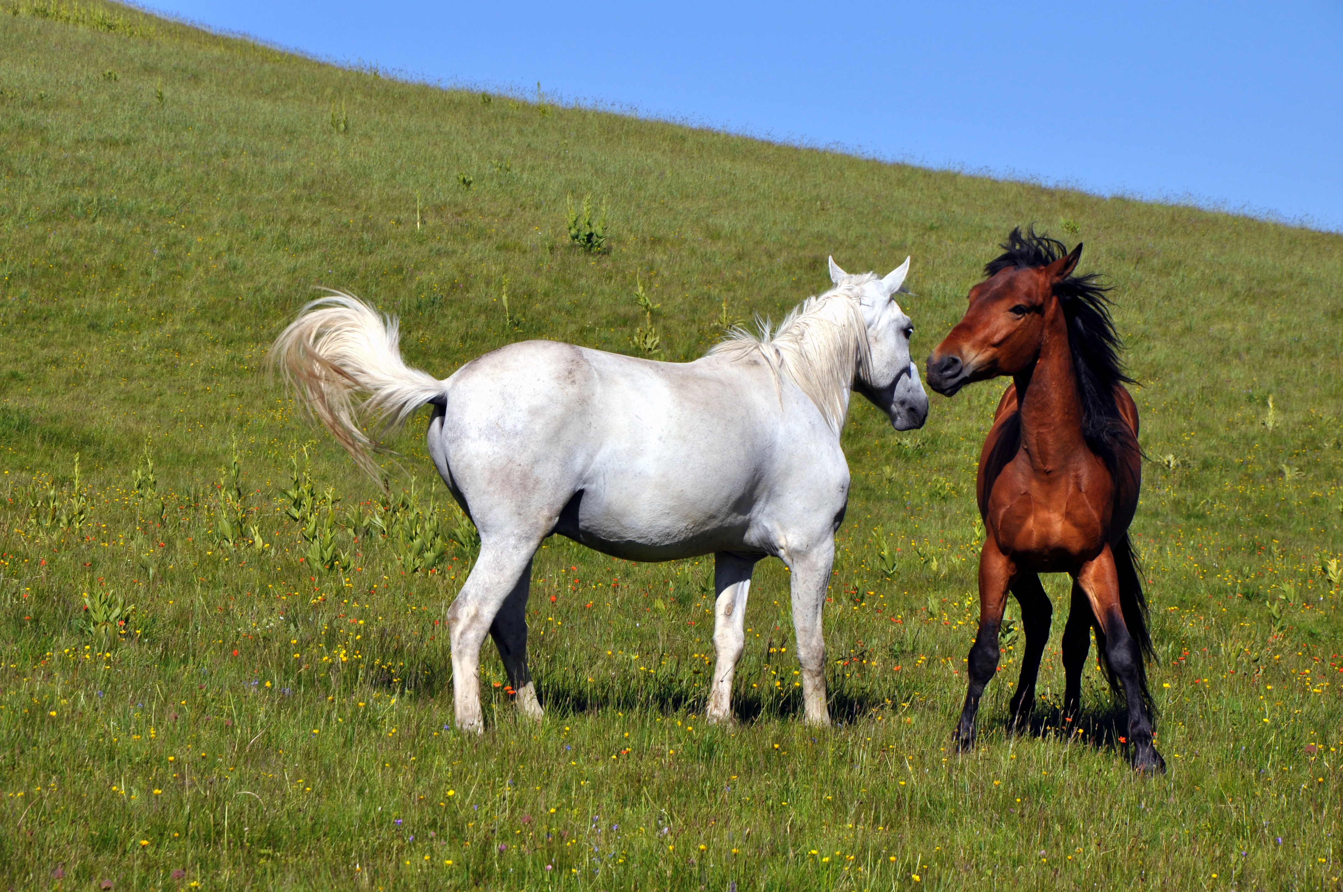 Two horses, one white and one brown, standing close together in a grassy field under clear blue sky