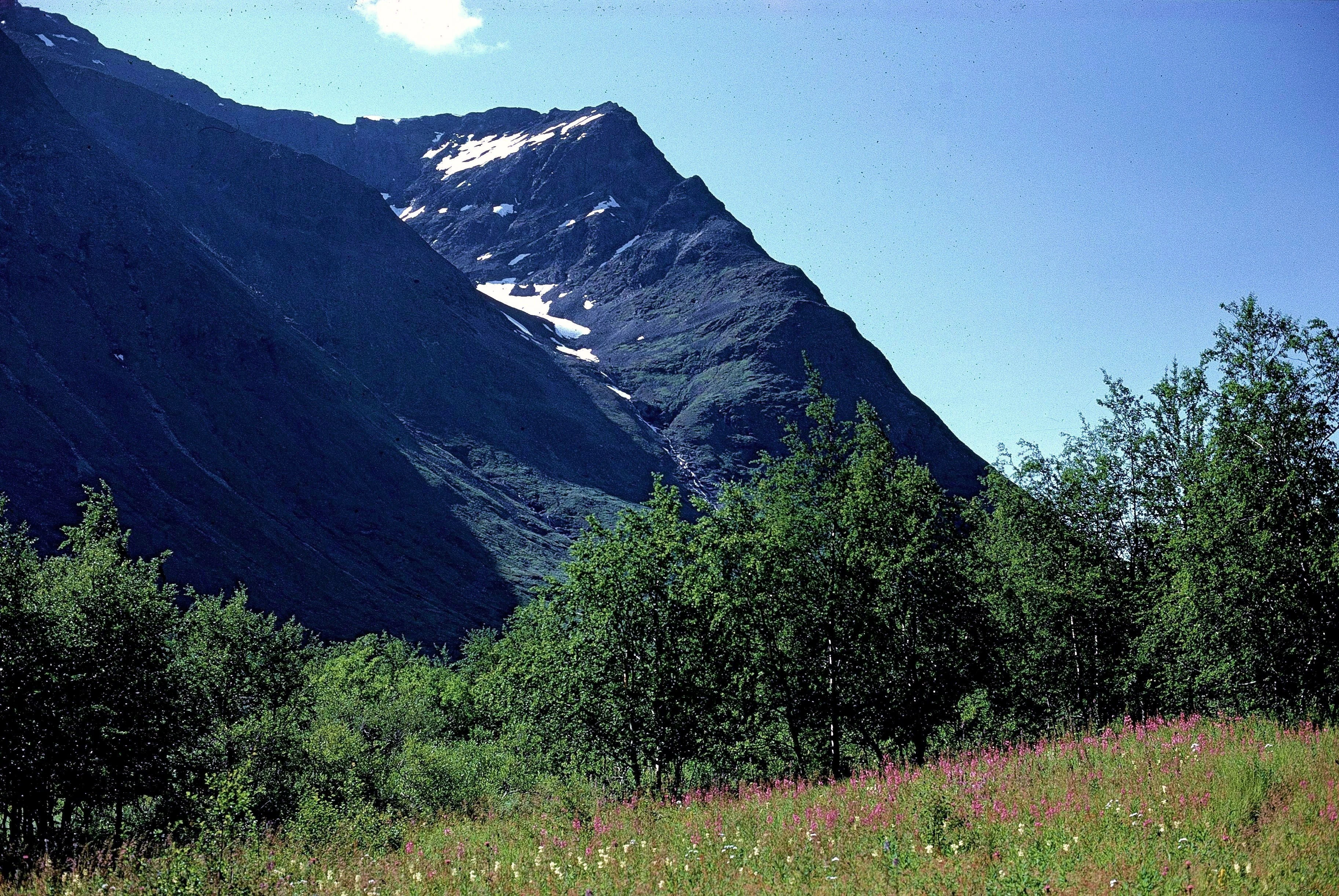 A meadow with wildflowers and trees in the foreground, mountain with snow patches in the background under a clear blue sky