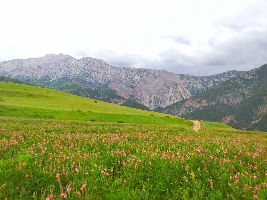 Green meadow with pink wildflowers, dirt path leading toward rocky mountains under cloudy sky