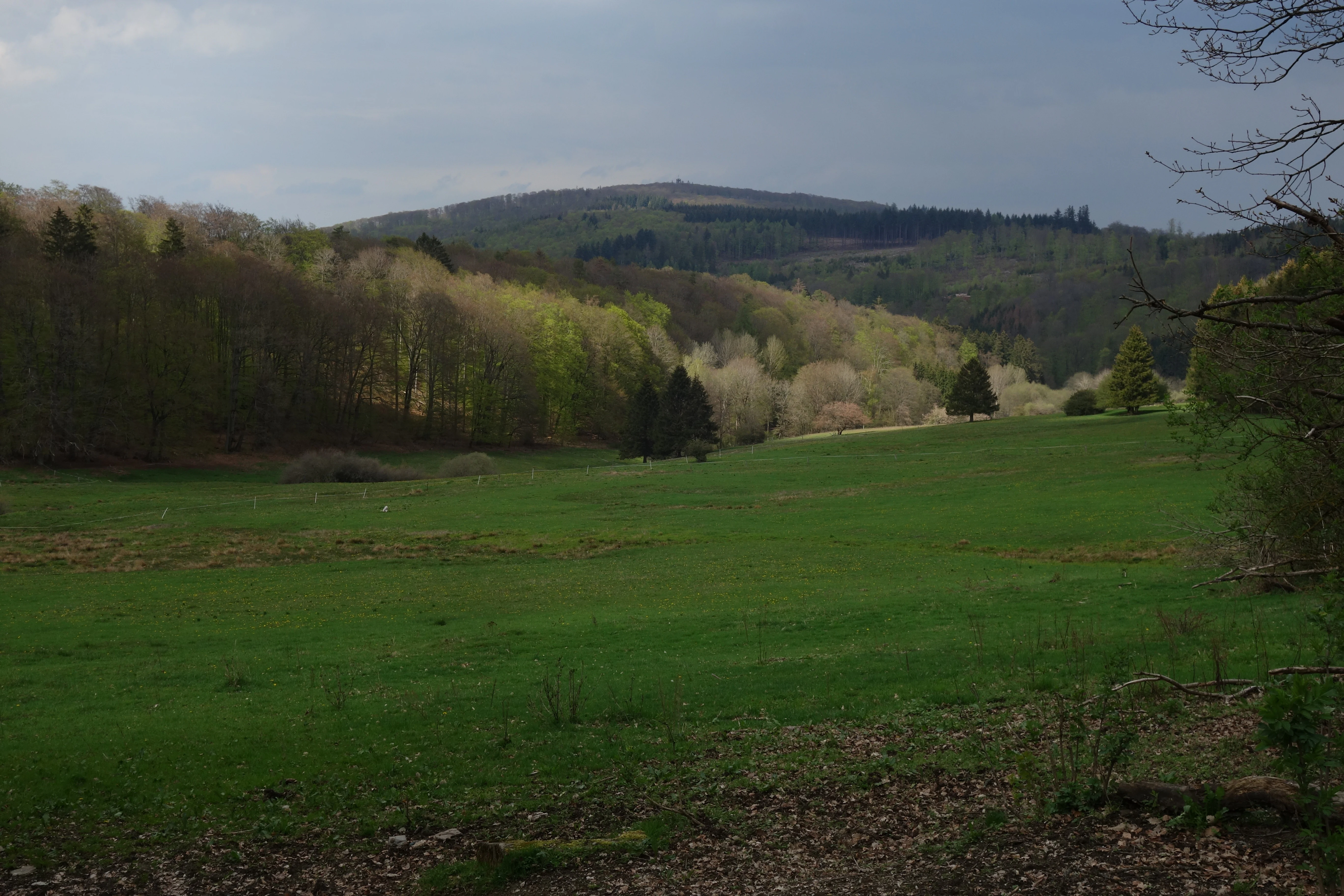 A wide landscape view of a green meadow valley surrounded by deciduous forest and rolling hills under an overcast sky.