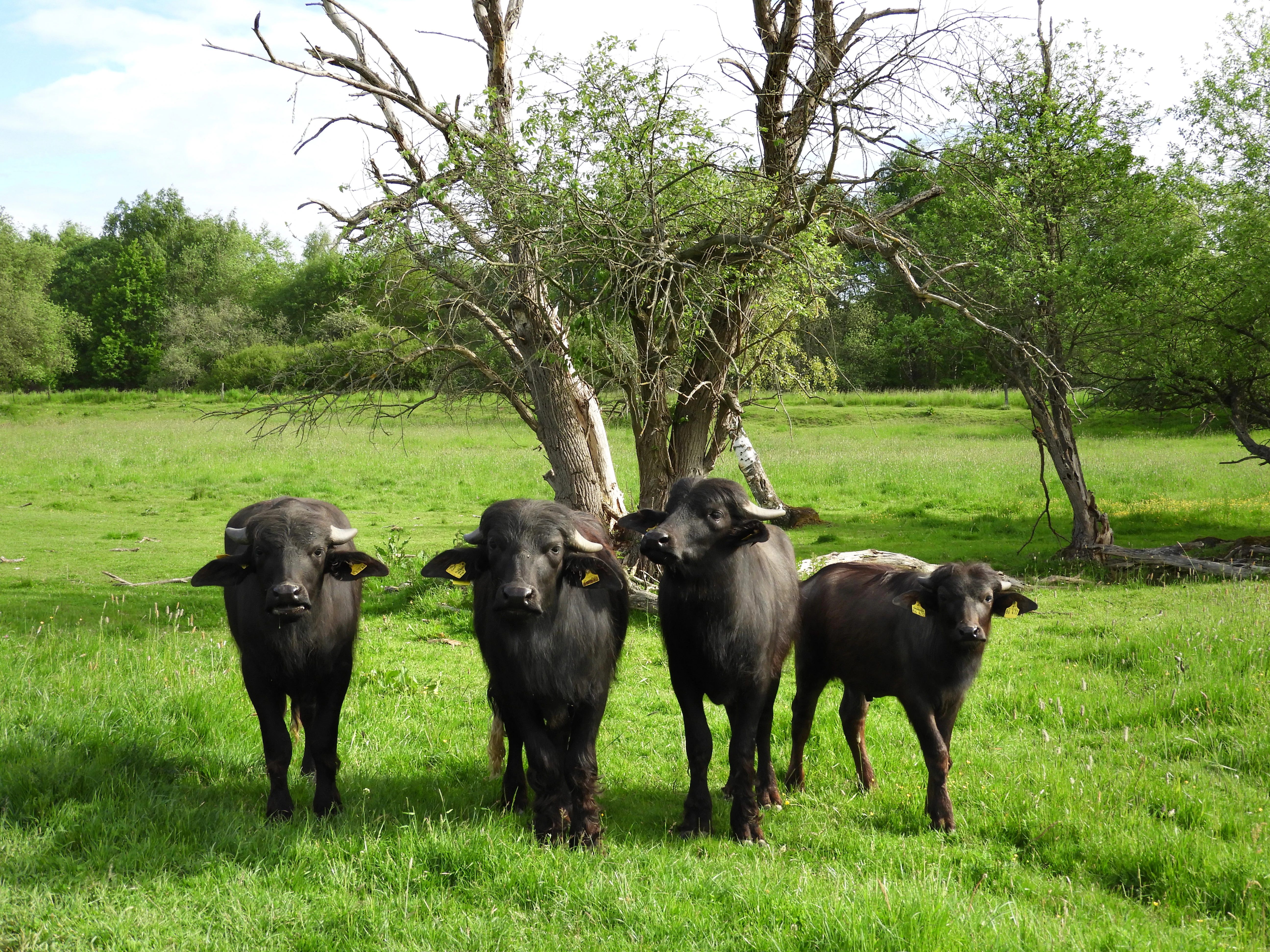 A group of four dark-colored water buffalo standing in a bright green grassy meadow in front of a bare tree, each wearing yellow ear tags.