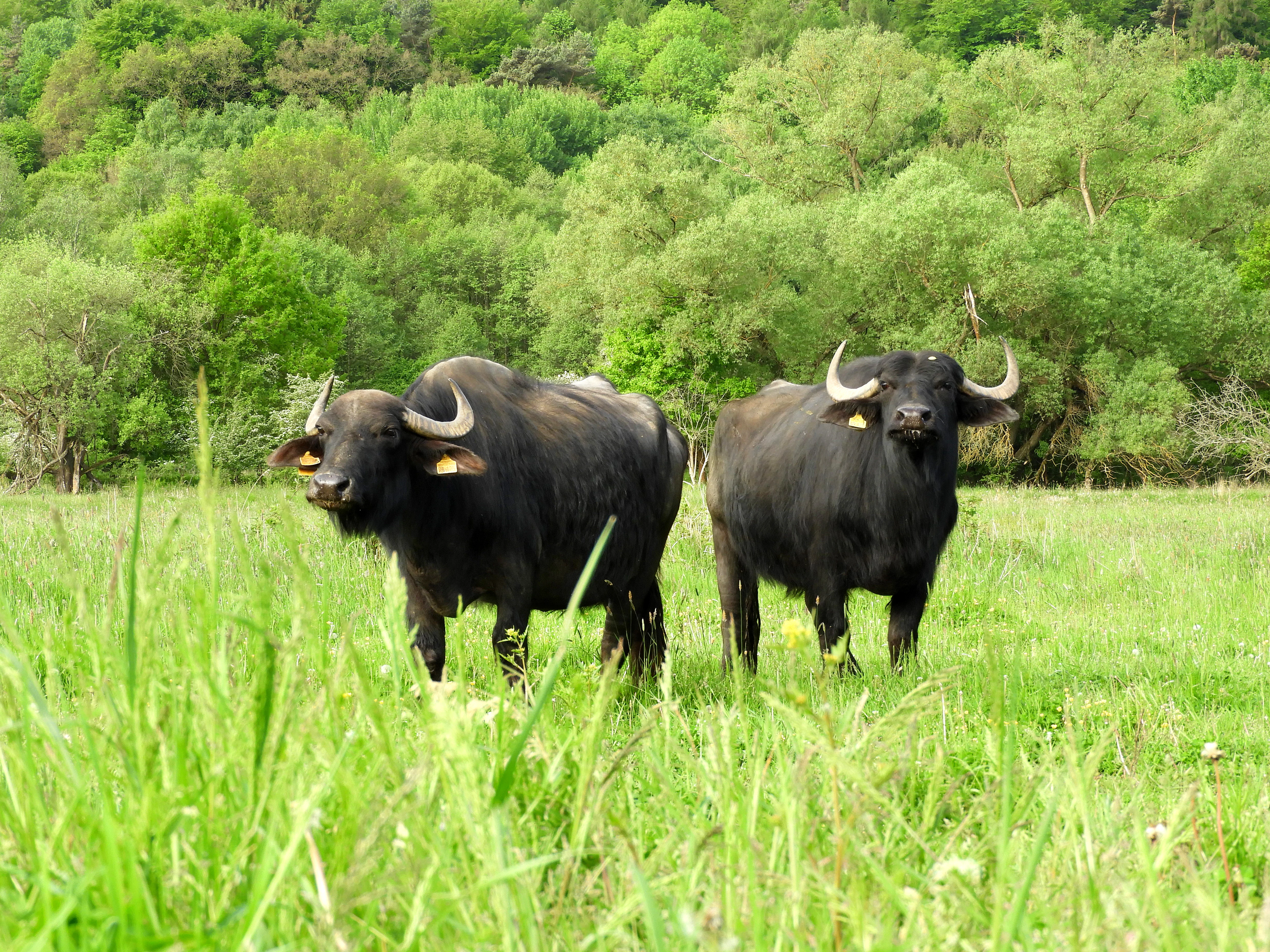 Two dark water buffalo with yellow ear tags standing in a lush green meadow, with a dense forest background.
