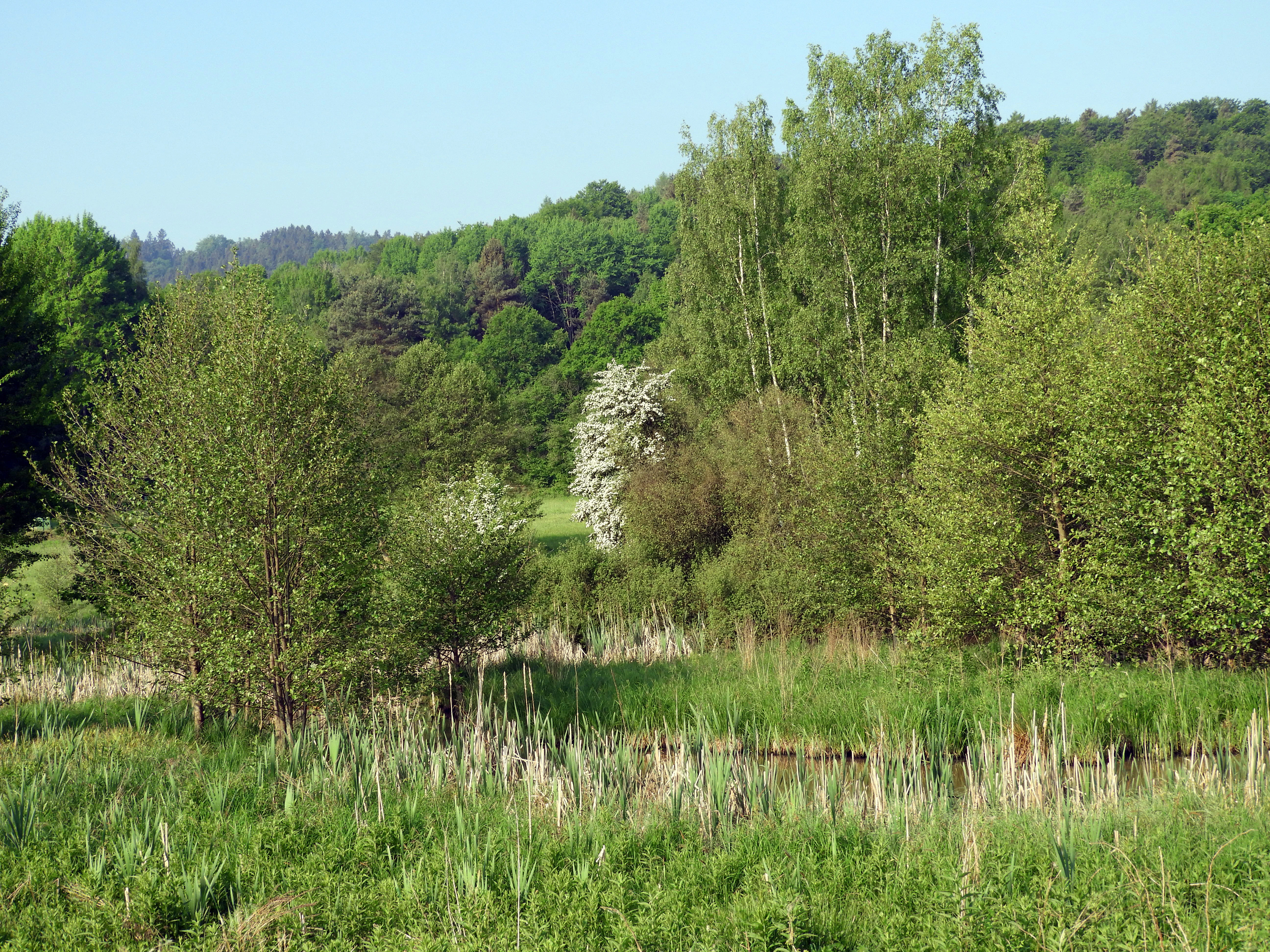 A view of the Säulingssee nature reserve with a small body of water surrounded by tall grasses, reed beds, and a forest in the background.