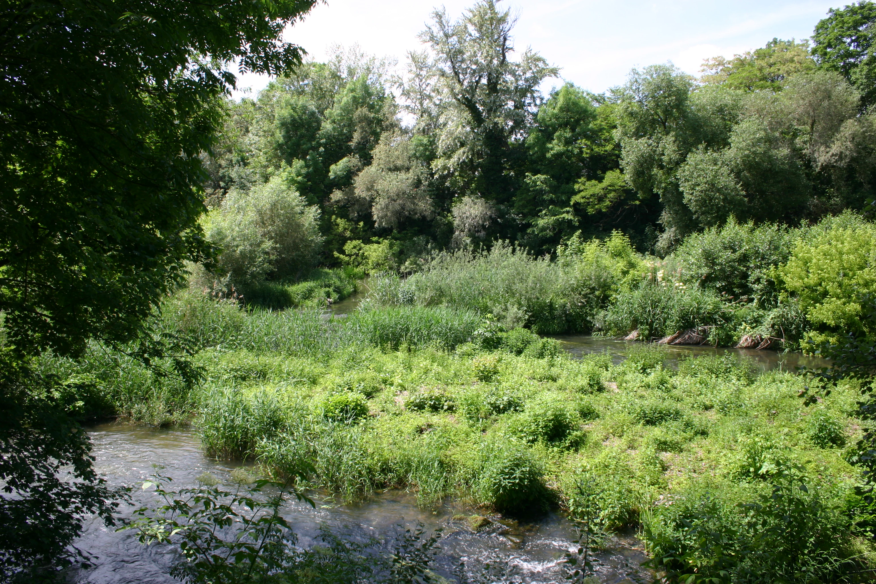 Una escena fluvial verde y arbolada que muestra un brazo lateral del río Main con vegetación exuberante, juncos y árboles.