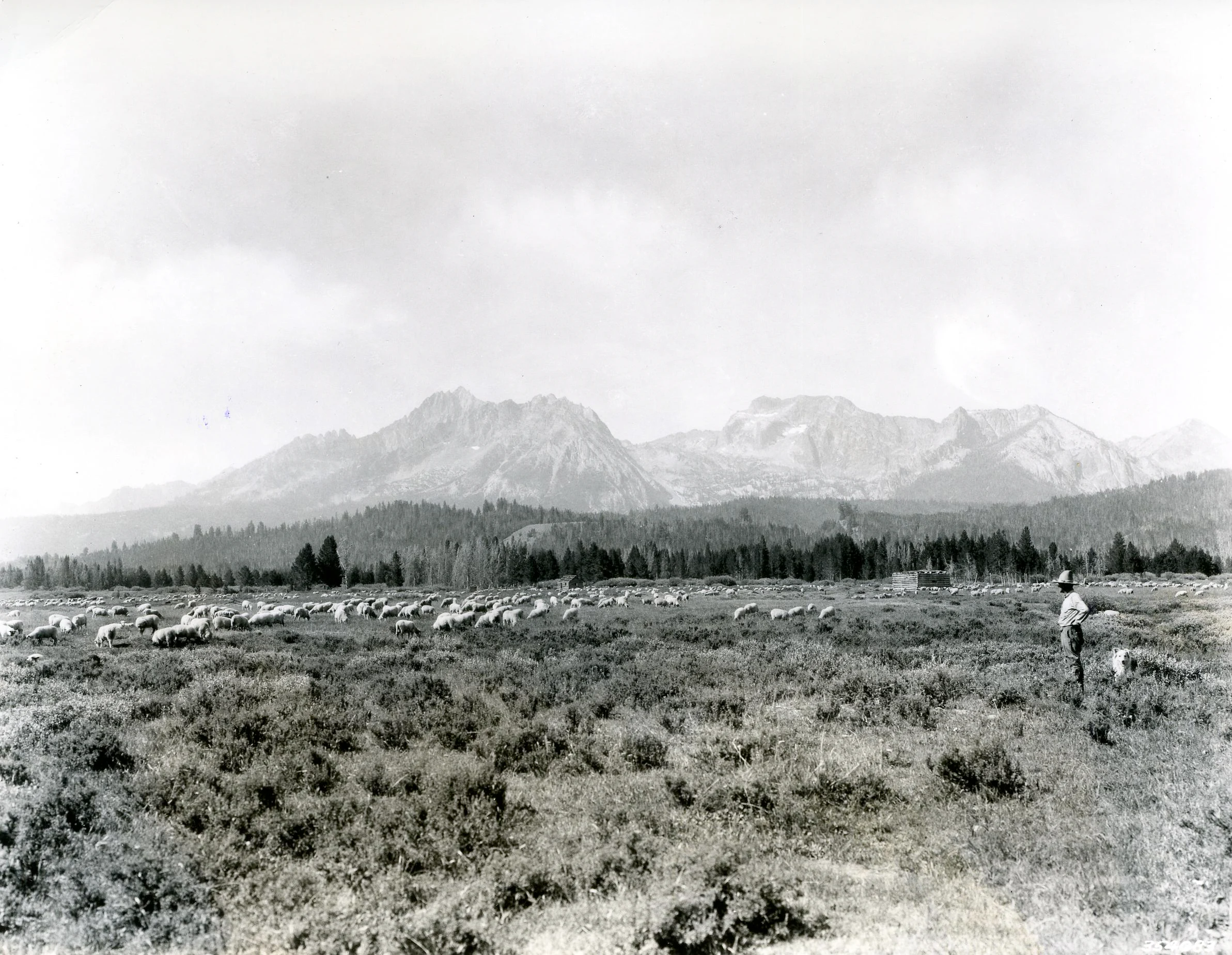 Black and white historical photograph showing a large flock of sheep grazing in a vast, open valley with a forest and rugged mountain range in the distance.