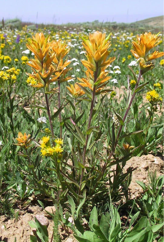 A close-up view of orange and yellow Castilleja christii flowers growing in a sunny meadow with other small white and yellow wildflowers in the background.
