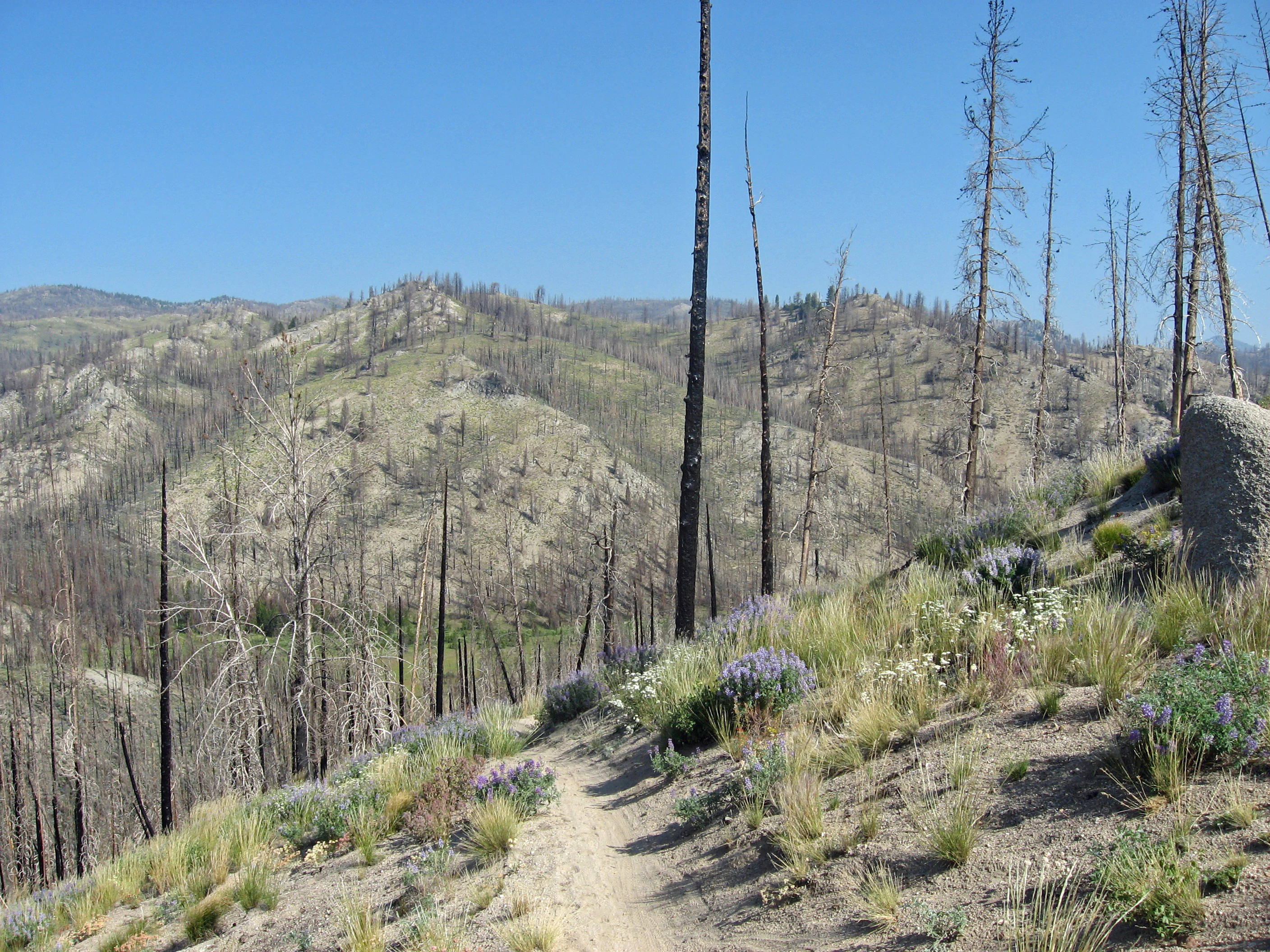A dirt hiking trail curves through a mountainside landscape featuring fire-scarred, dead trees and patches of wildflowers and grasses under a clear blue sky.