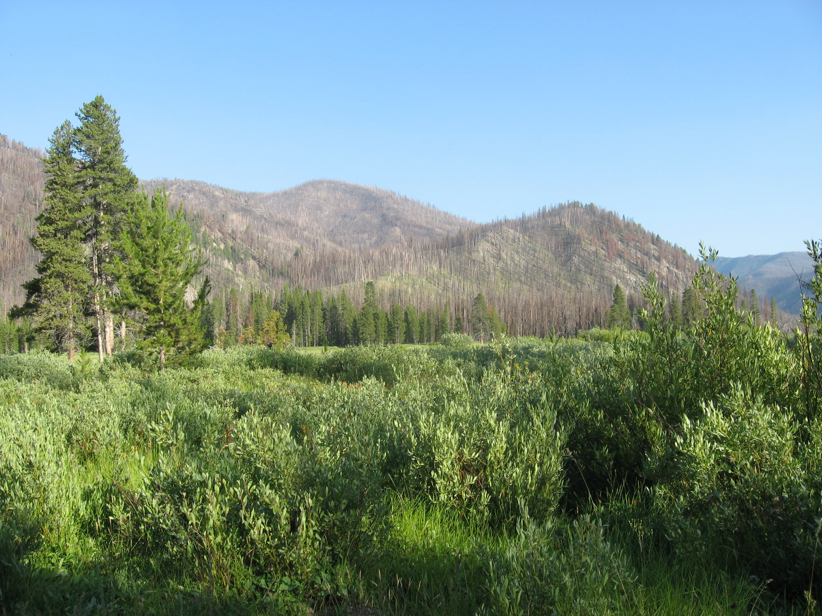 A green meadow in the foreground with tall grass and shrubs, leading to a forest of pine trees and mountains in the background under a clear blue sky.