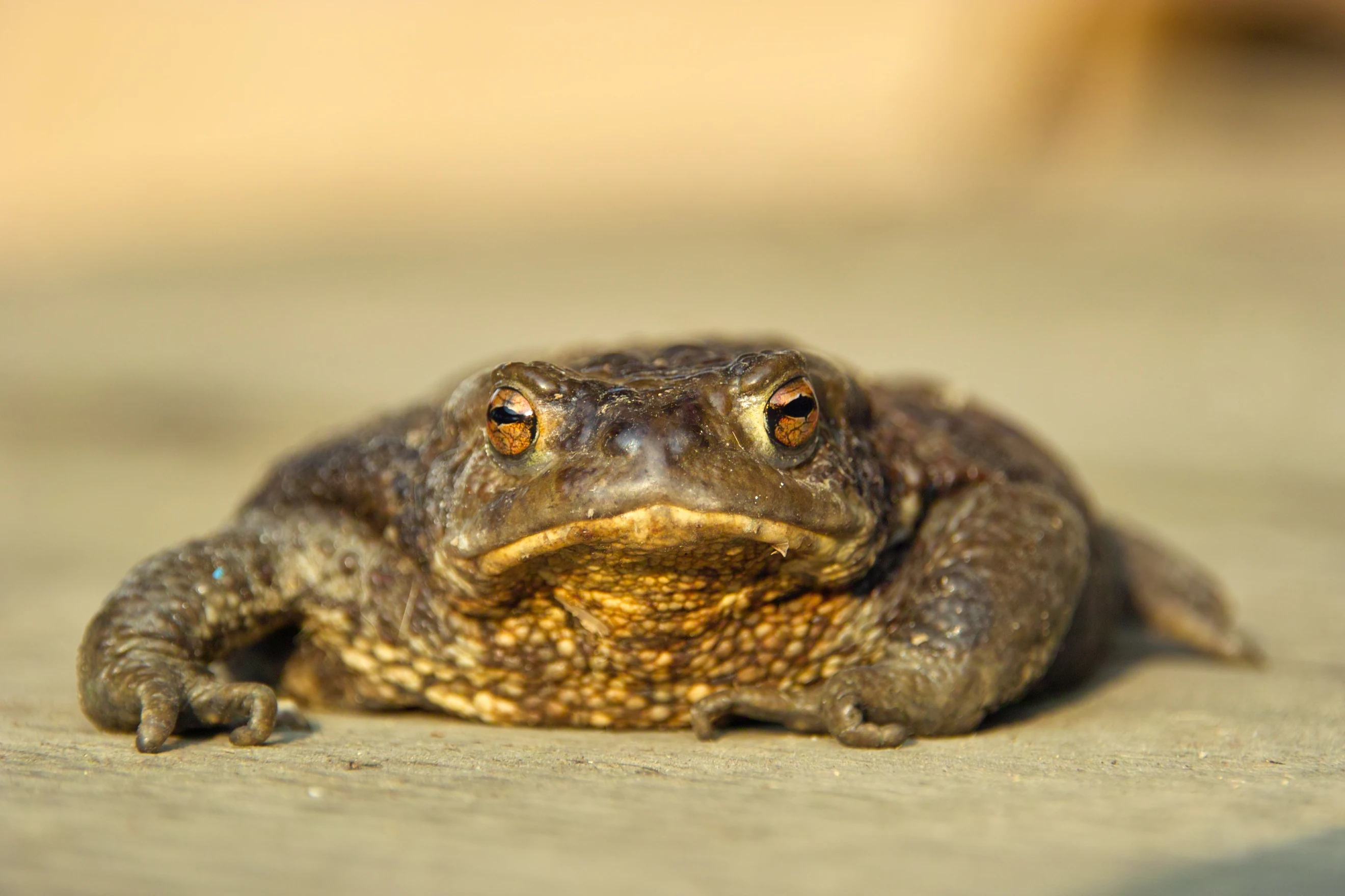 Close-up of a common toad (Bufo bufo) on a stone surface with textured skin and orange eyes