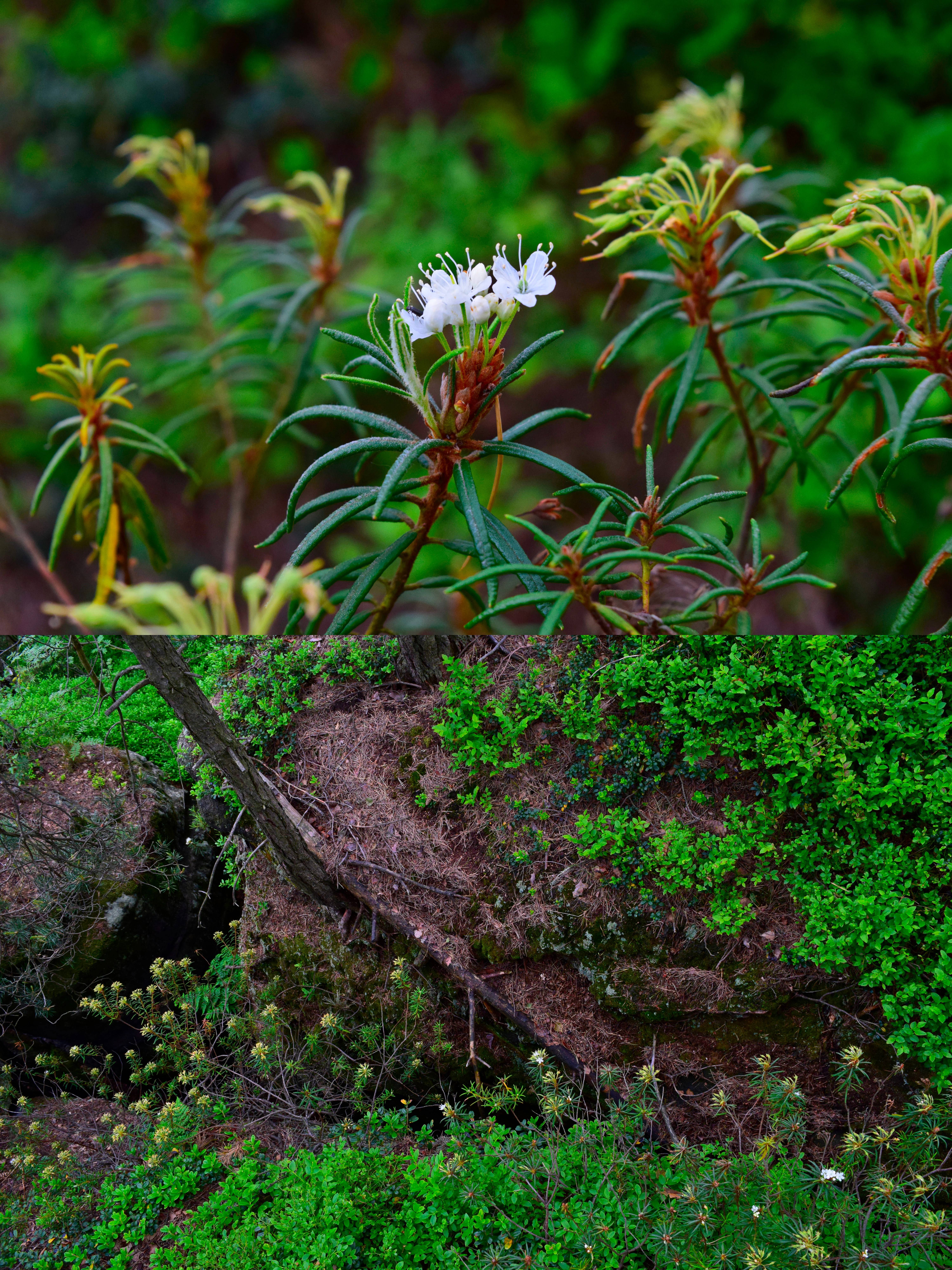 Close-up of white flowers on marsh rosemary plant growing in a moist, rocky crevice surrounded by green vegetation